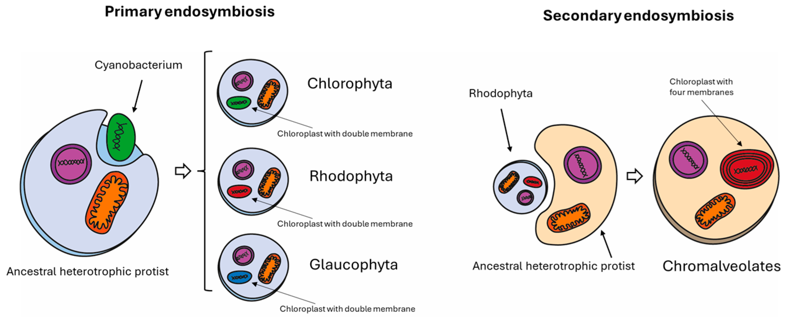 Biology 13 00292 g002