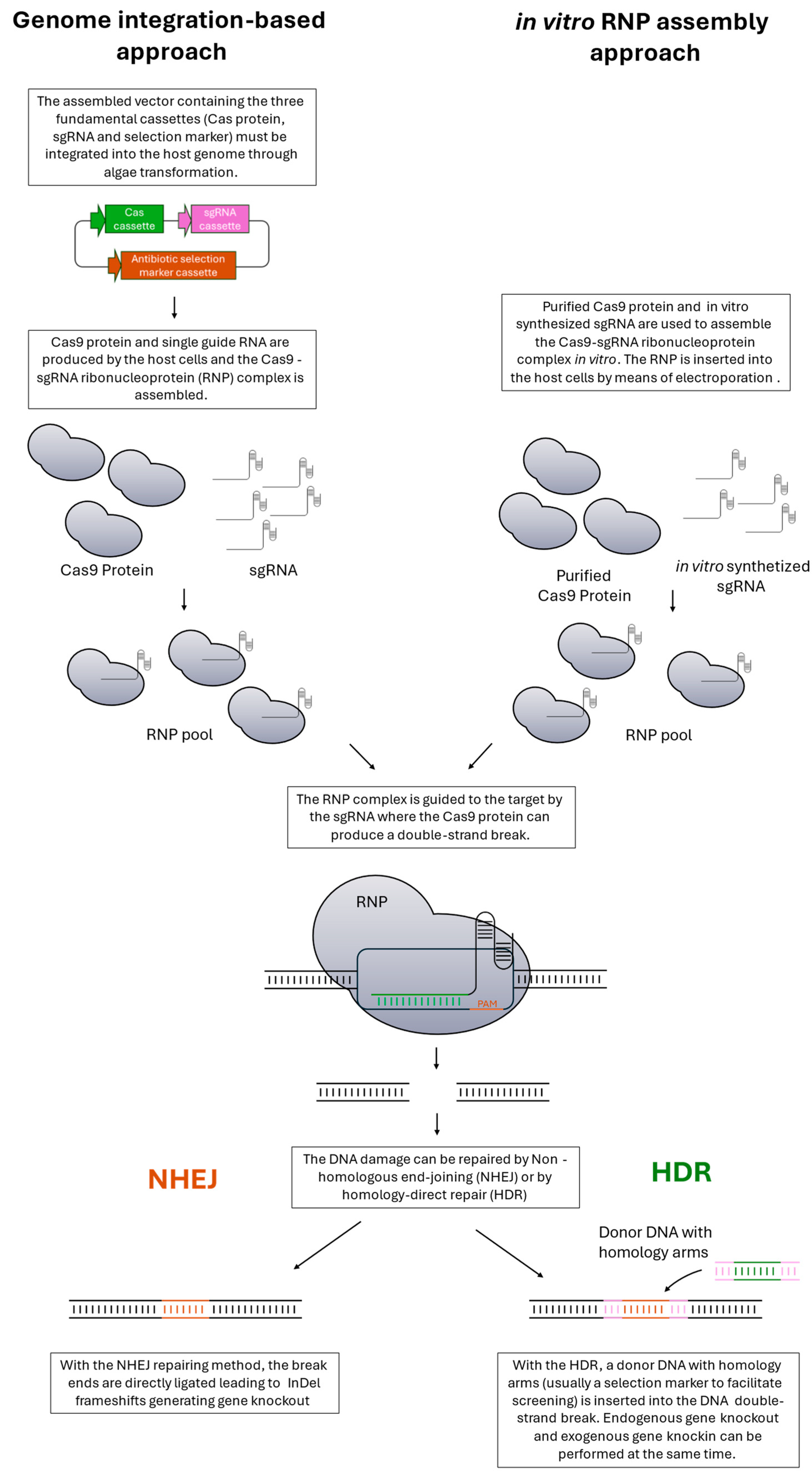 Biology 13 00292 g003