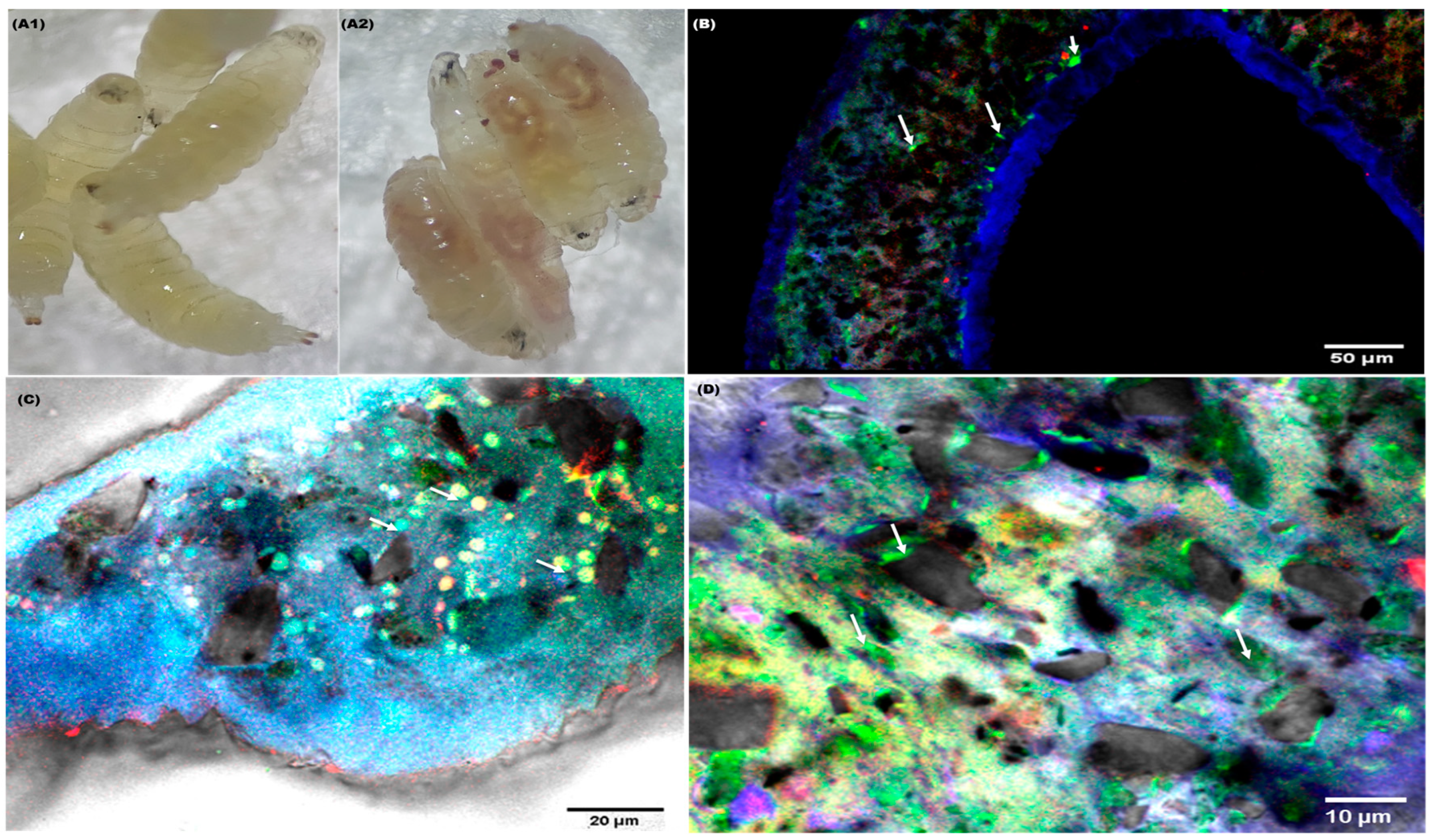 Biology 13 00293 g001