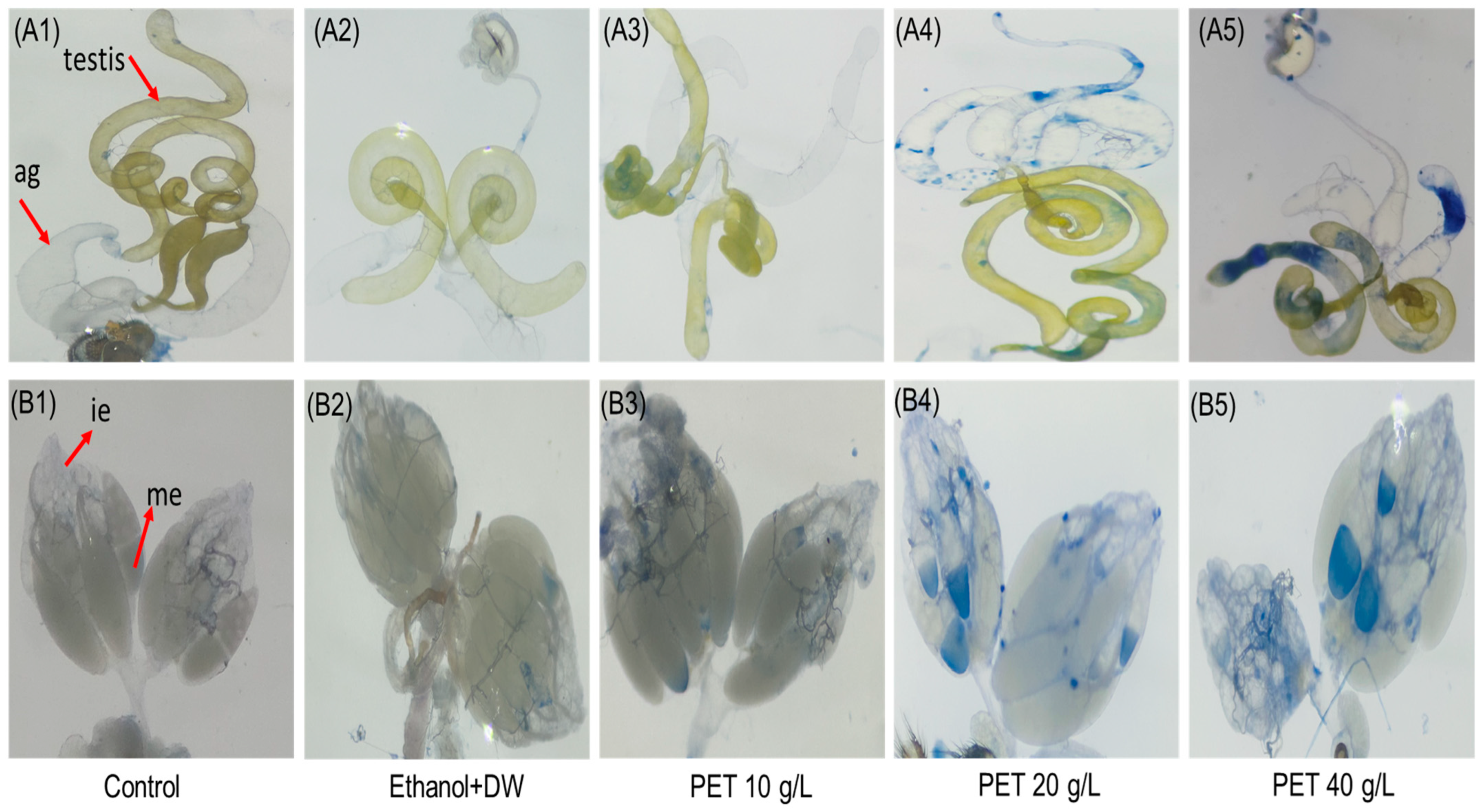 Biology 13 00293 g004