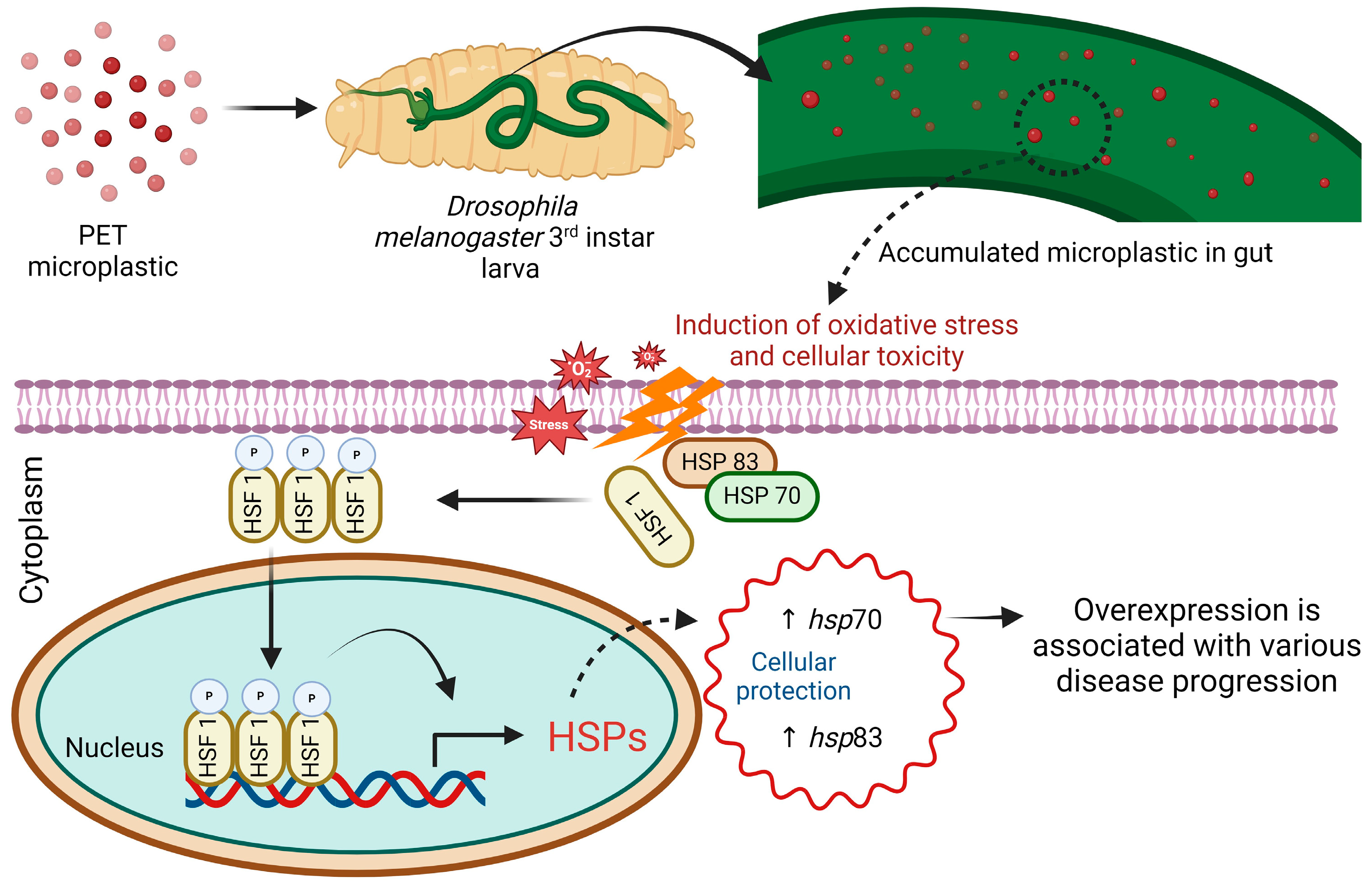 Biology 13 00293 g008