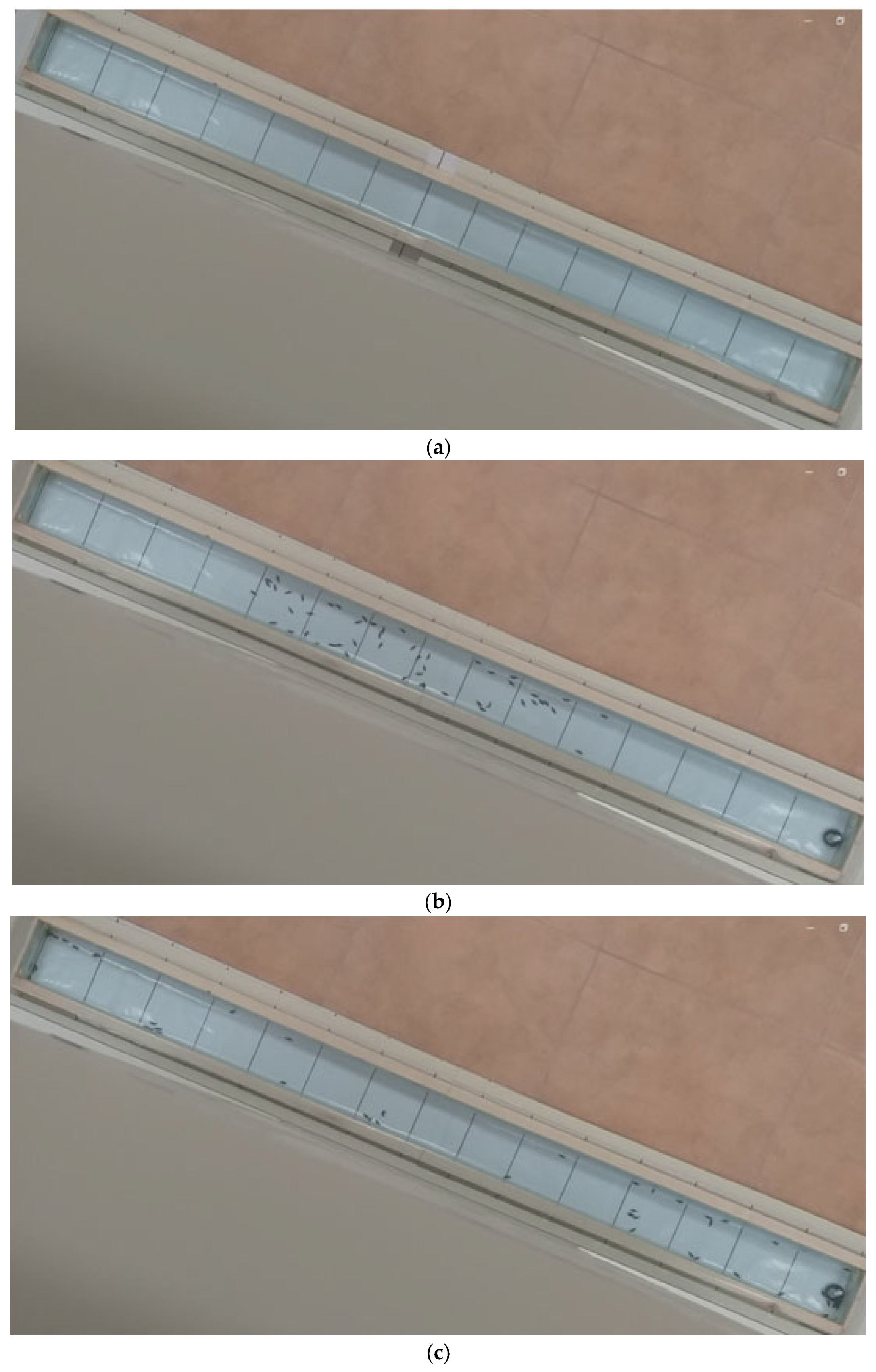 Biology 13 00294 g001