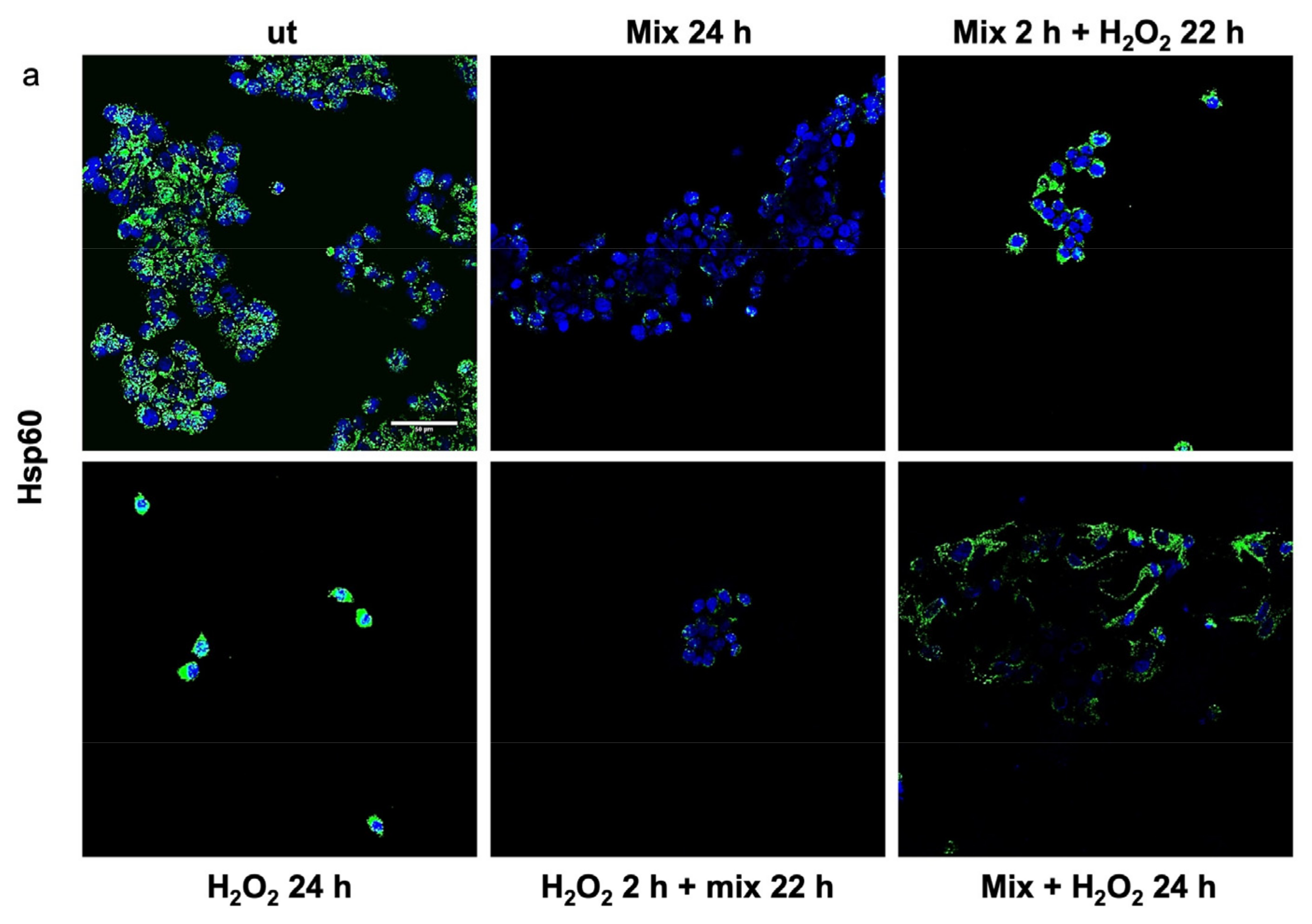 Biology 13 00296 g003a