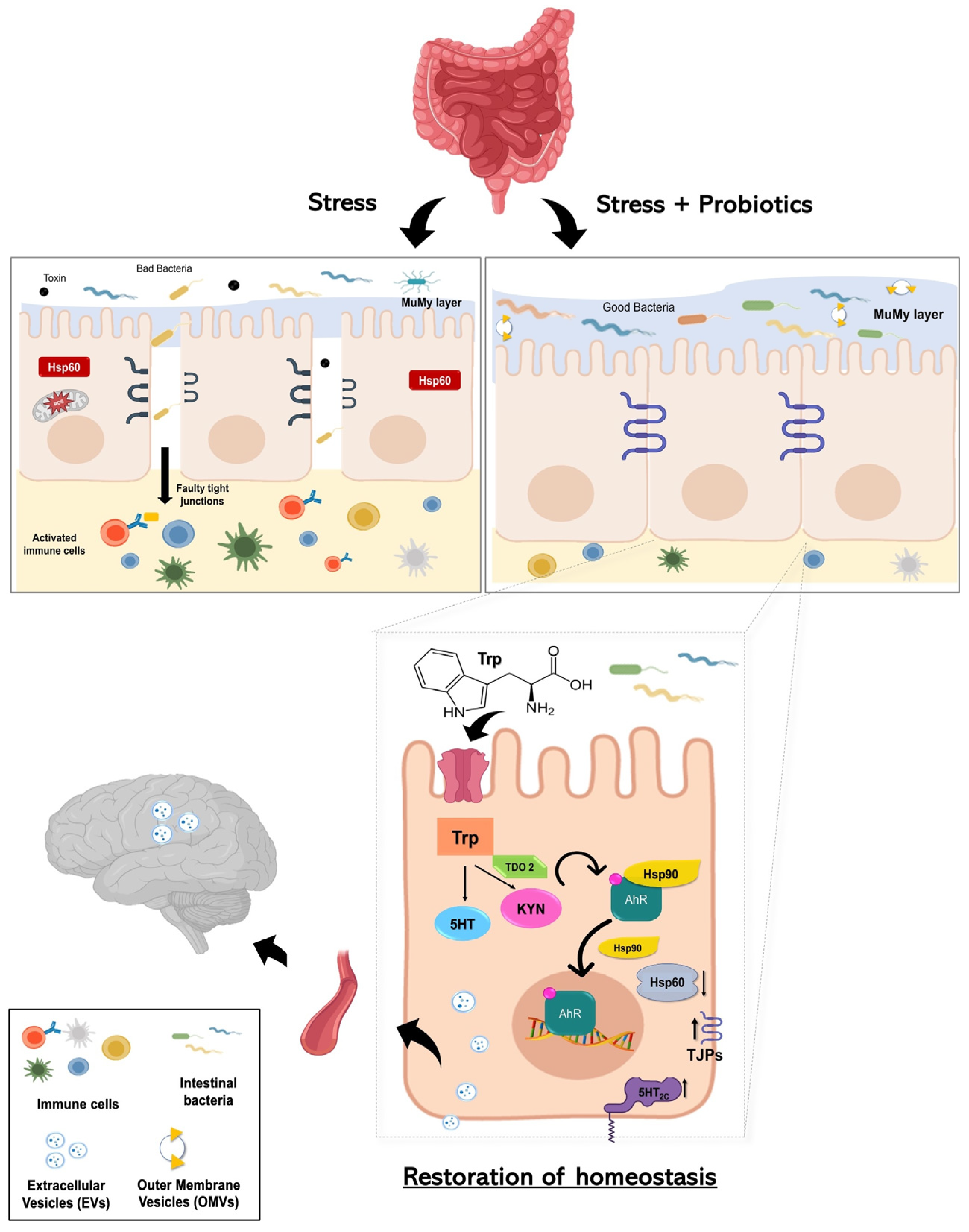 Biology 13 00296 g007