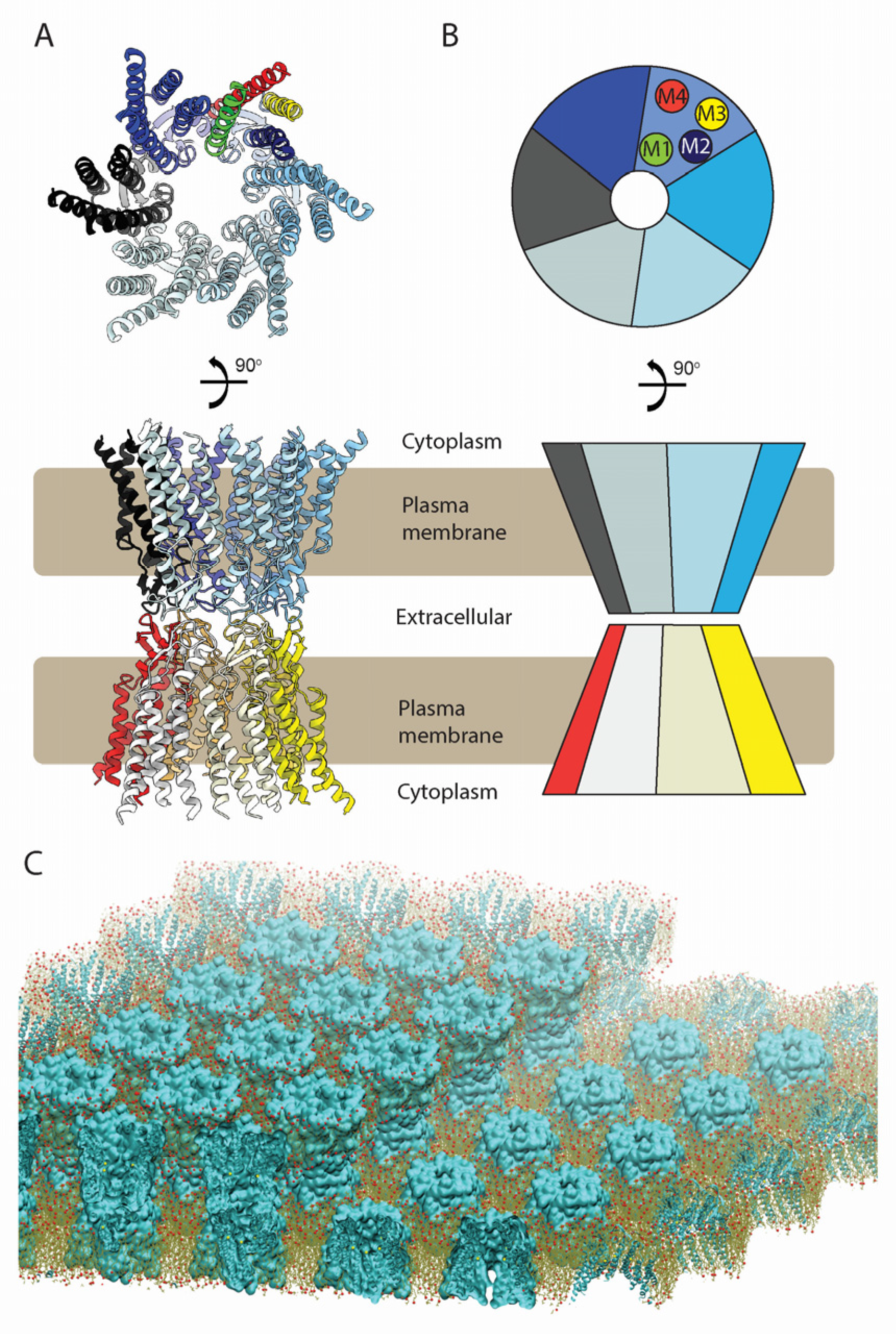 Biology 13 00298 g001