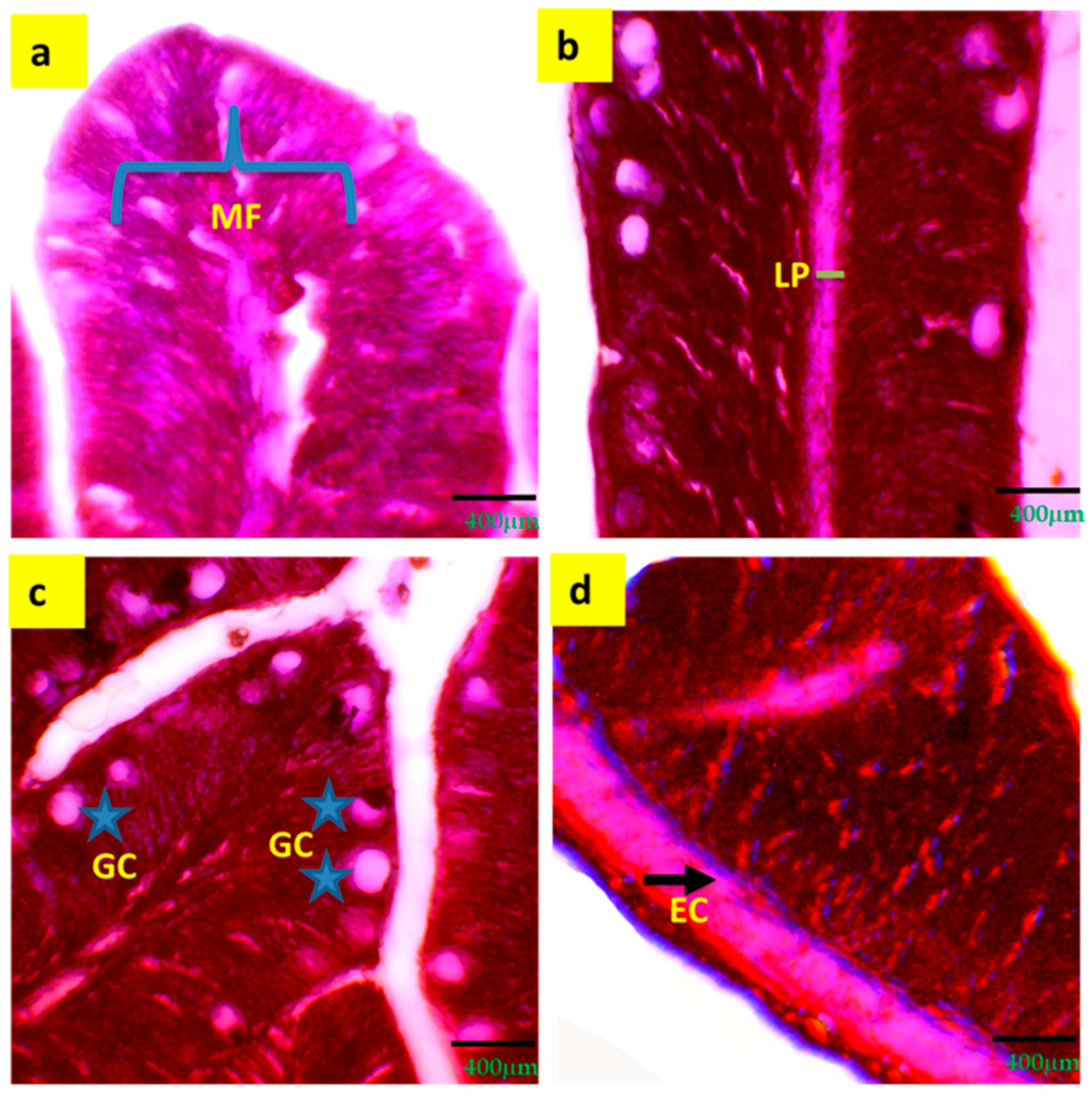 Biology 13 00299 g003 Biology 13 00299 g003