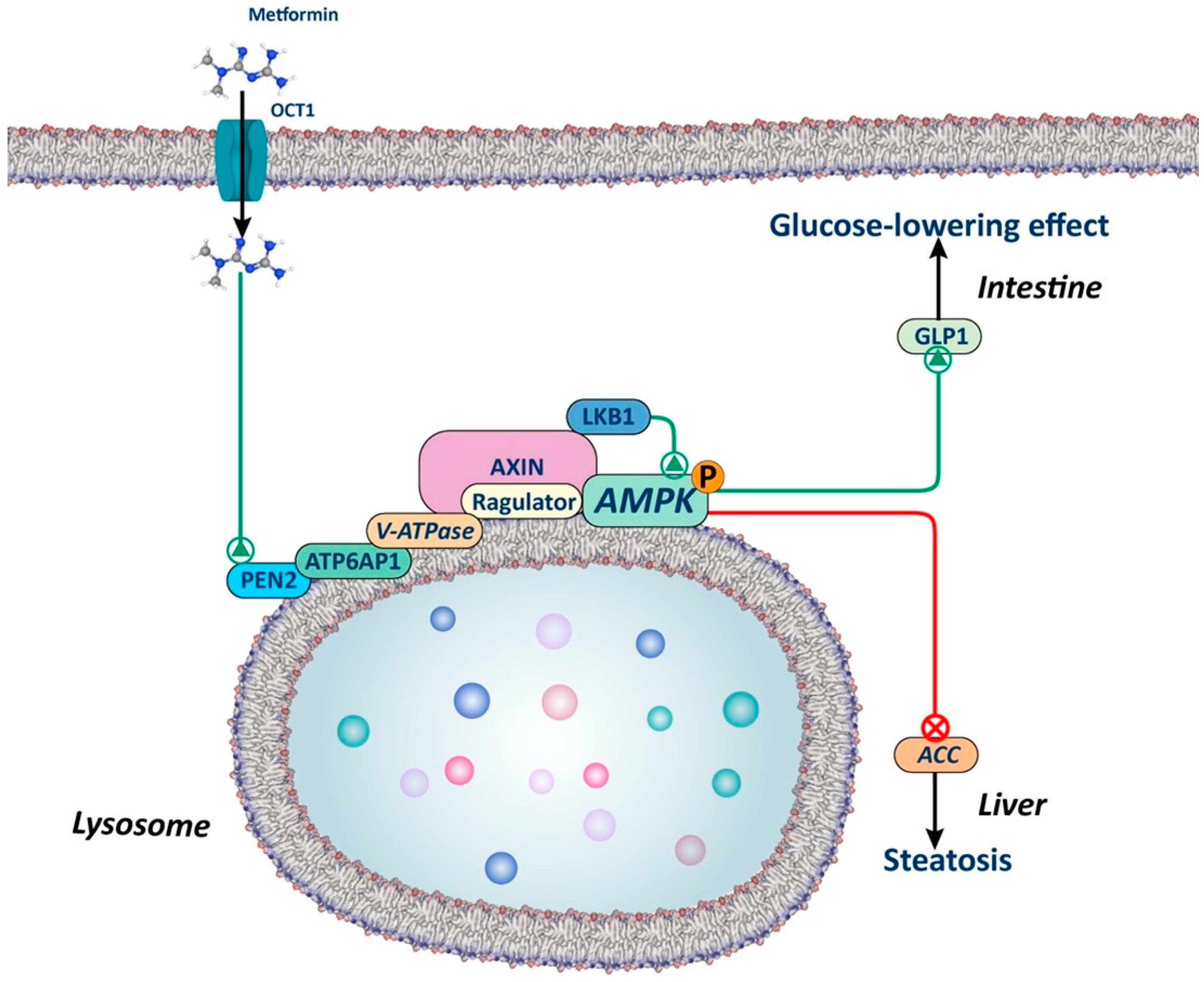 Biology 13 00302 g002