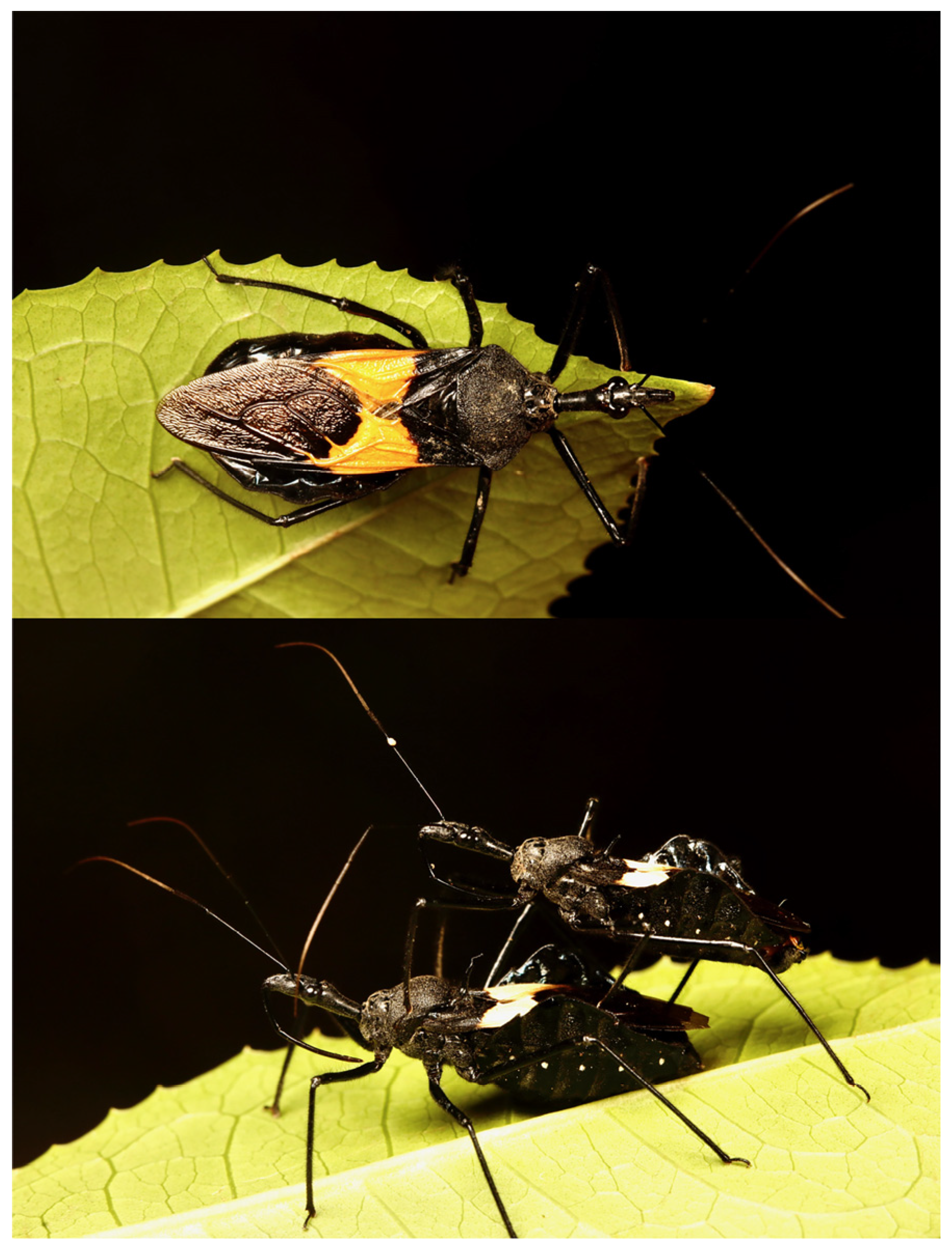 Biology 13 00305 g001