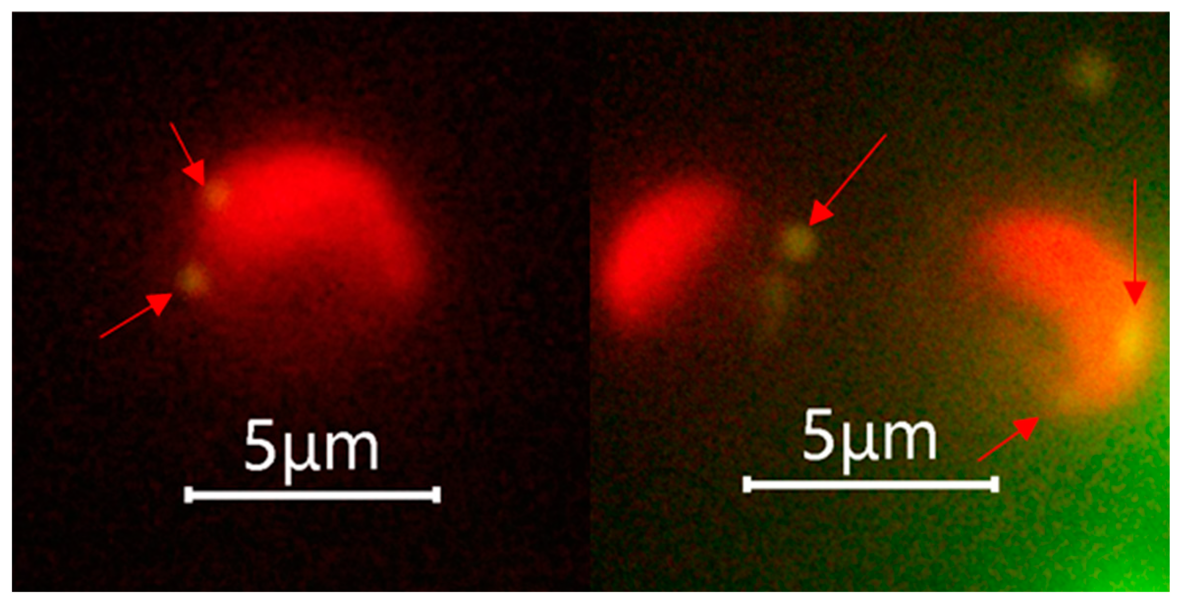 Biology 13 00310 g003