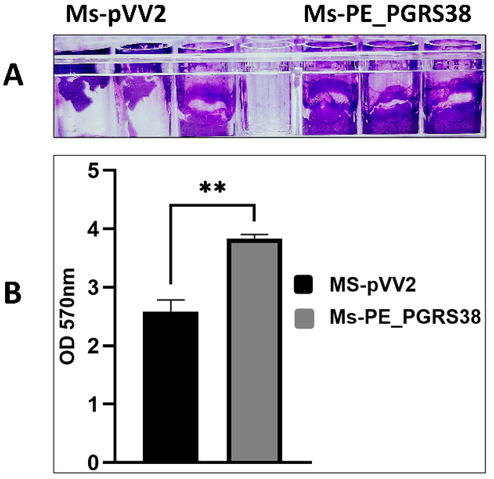 Biology 13 00313 g001
