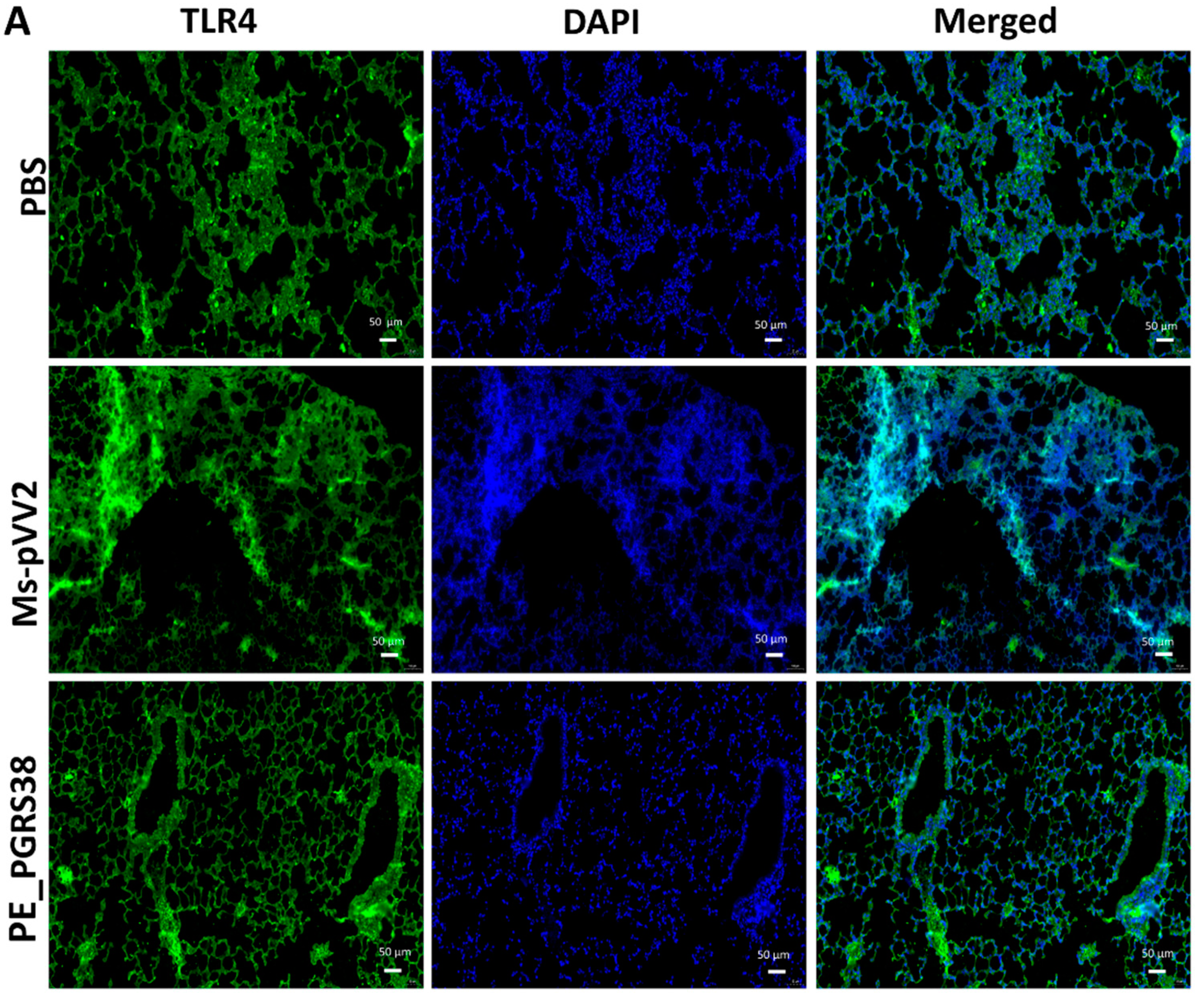 Biology 13 00313 g007a