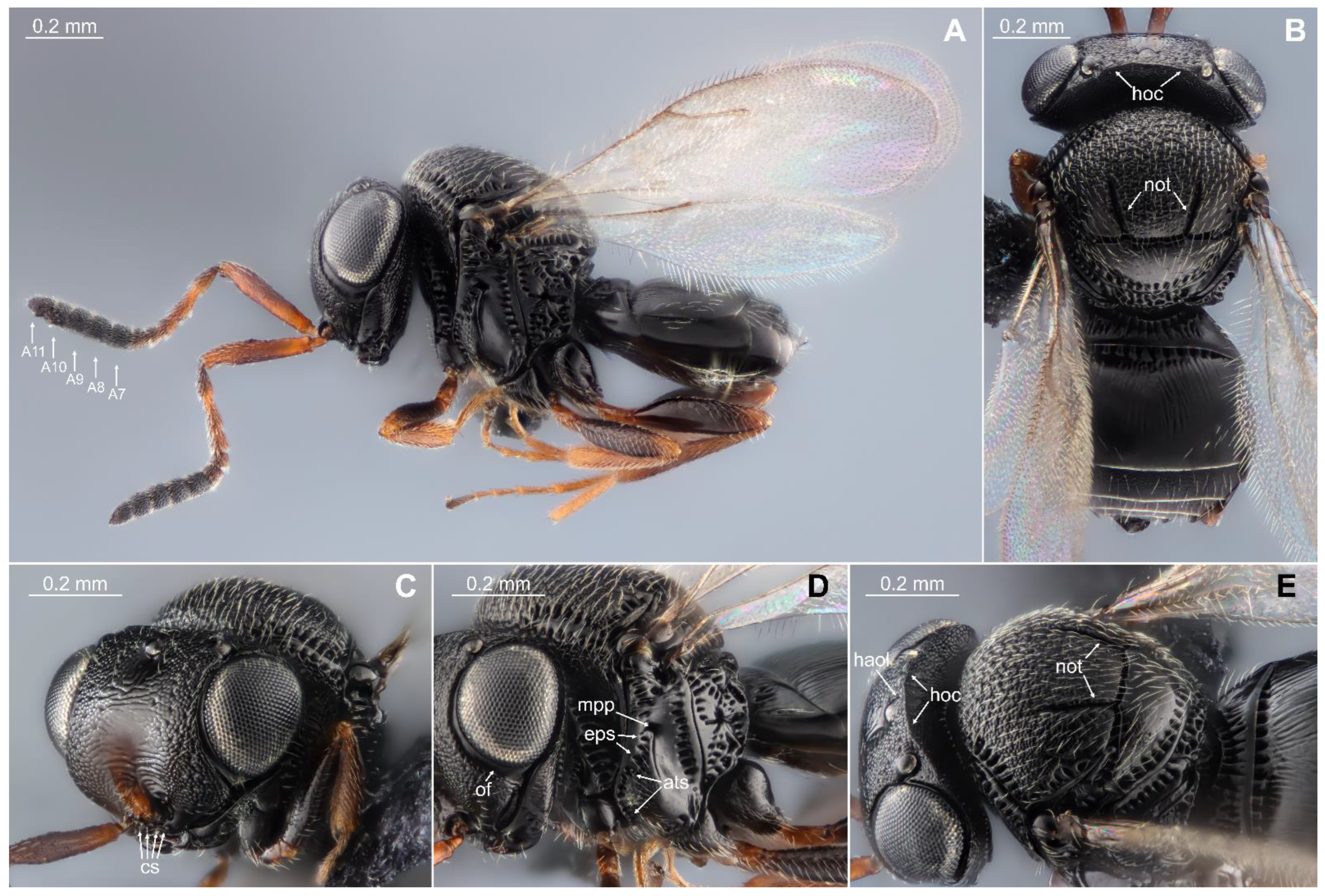 Biology 13 00316 g002