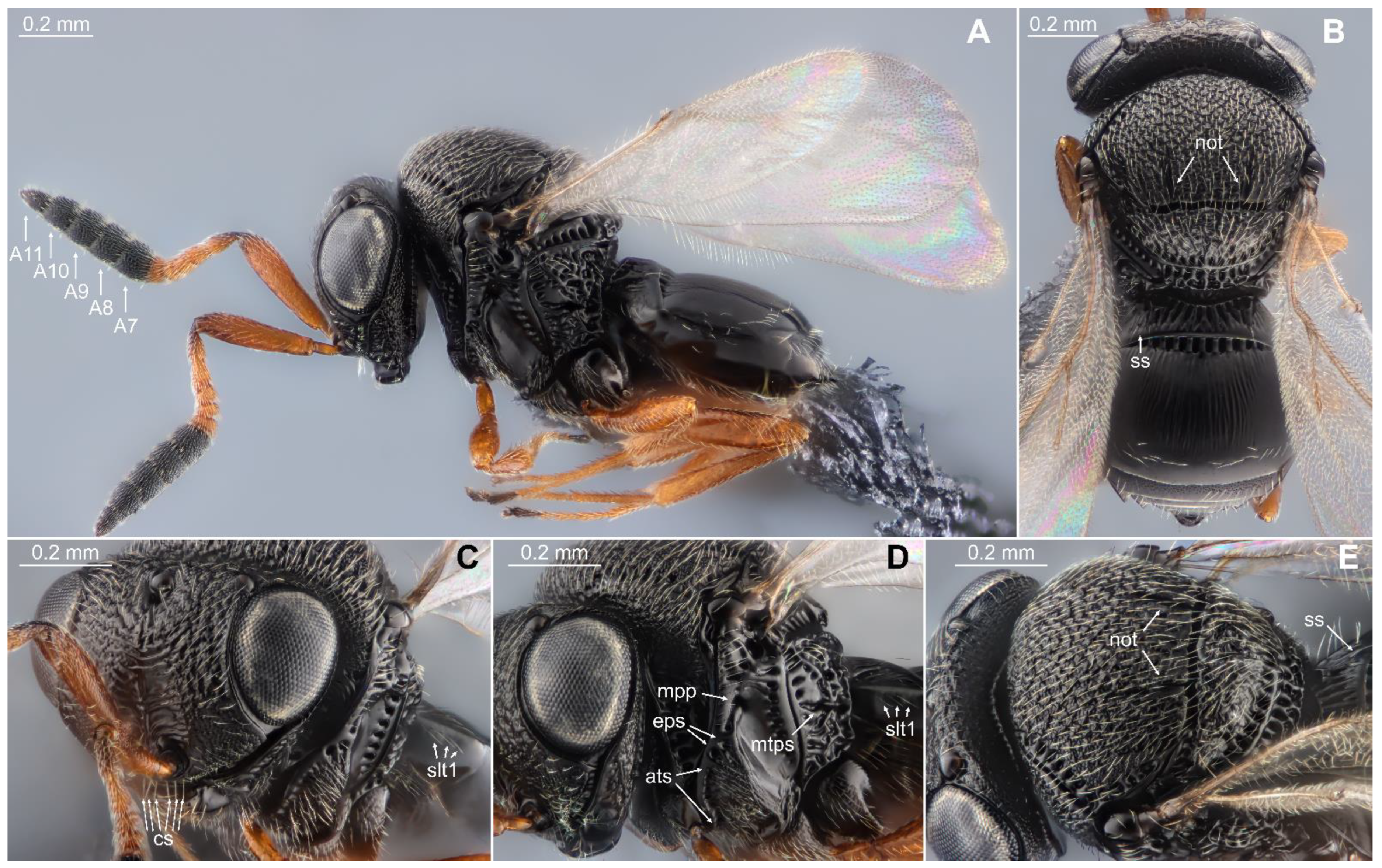 Biology 13 00316 g003