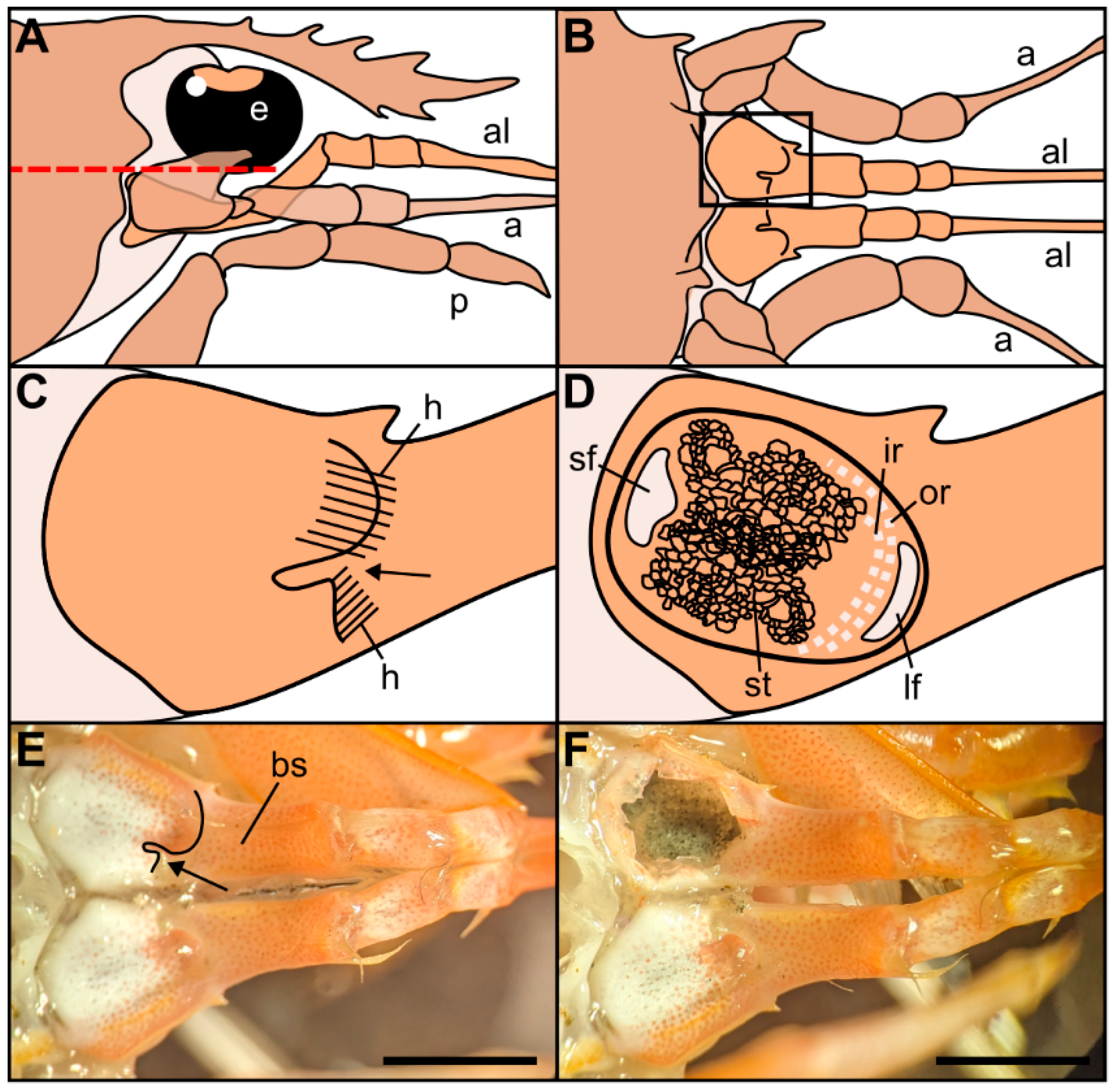 Biology 13 00325 g001