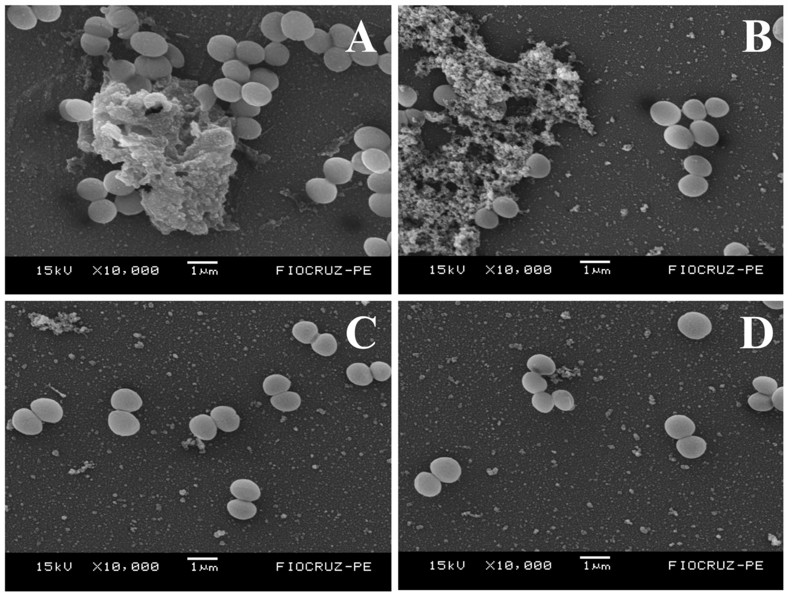 Biology 13 00354 g004