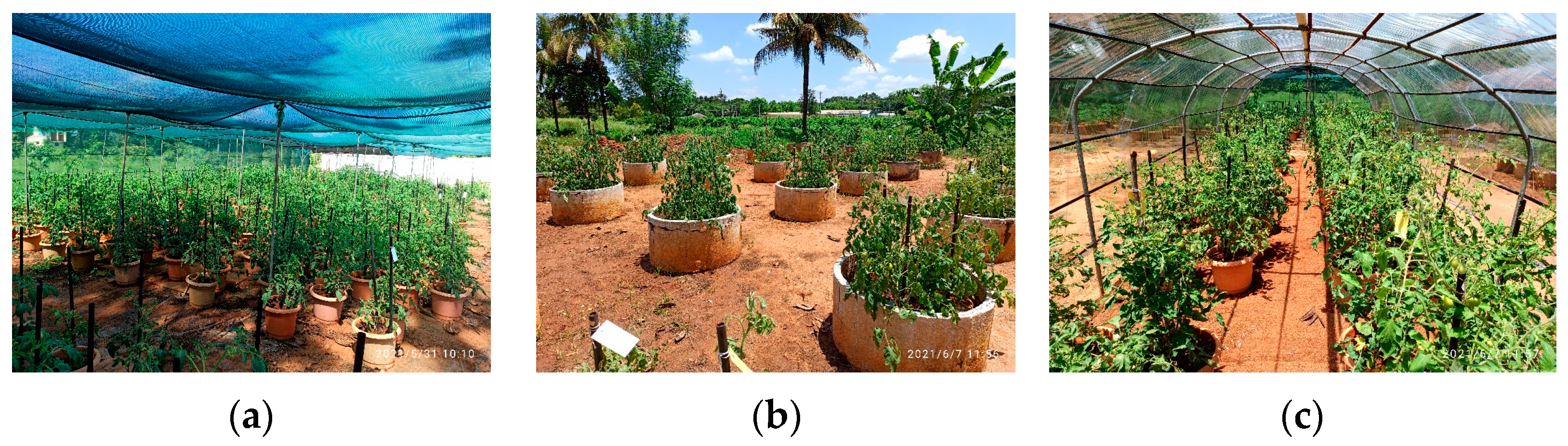 Biology 13 00356 g001