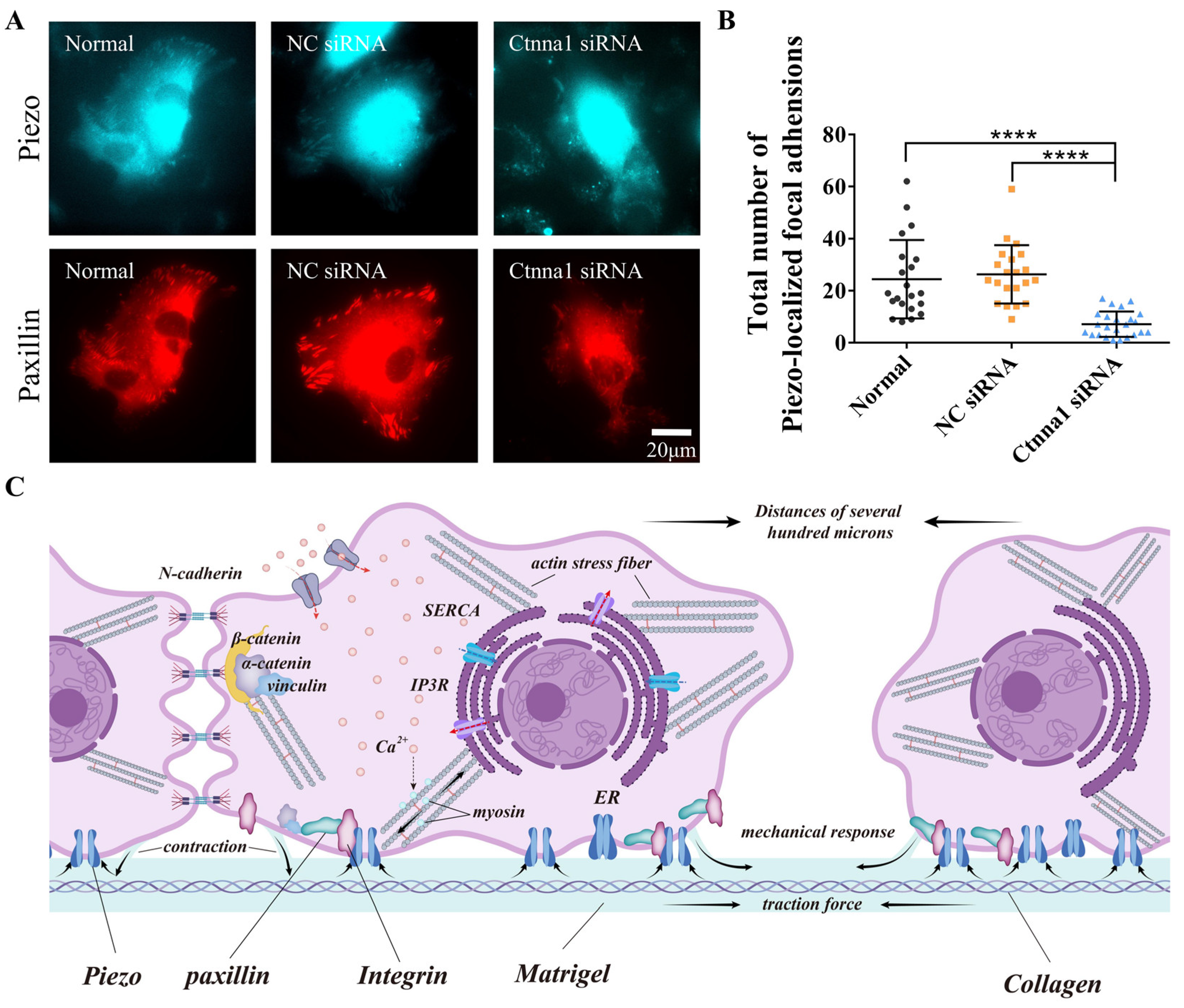 Biology 13 00357 g005