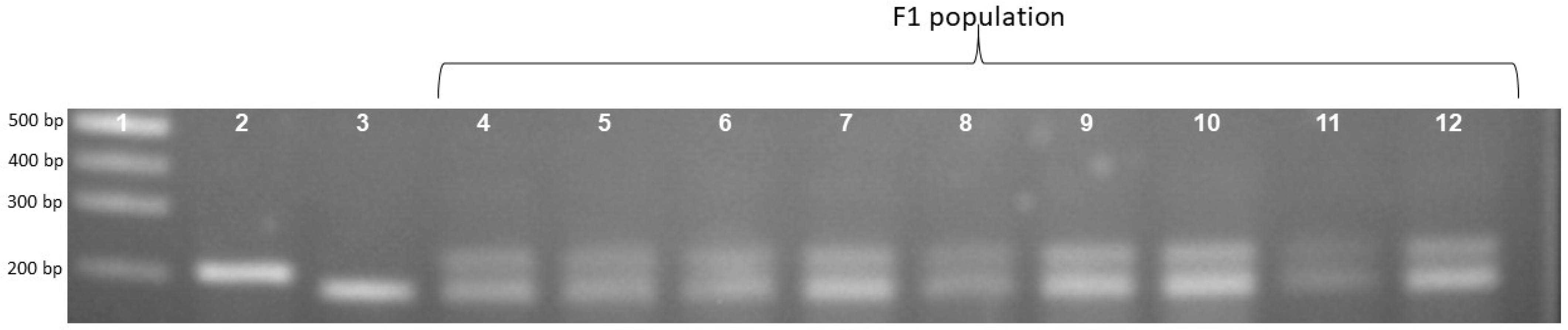 Biology 13 00358 g002