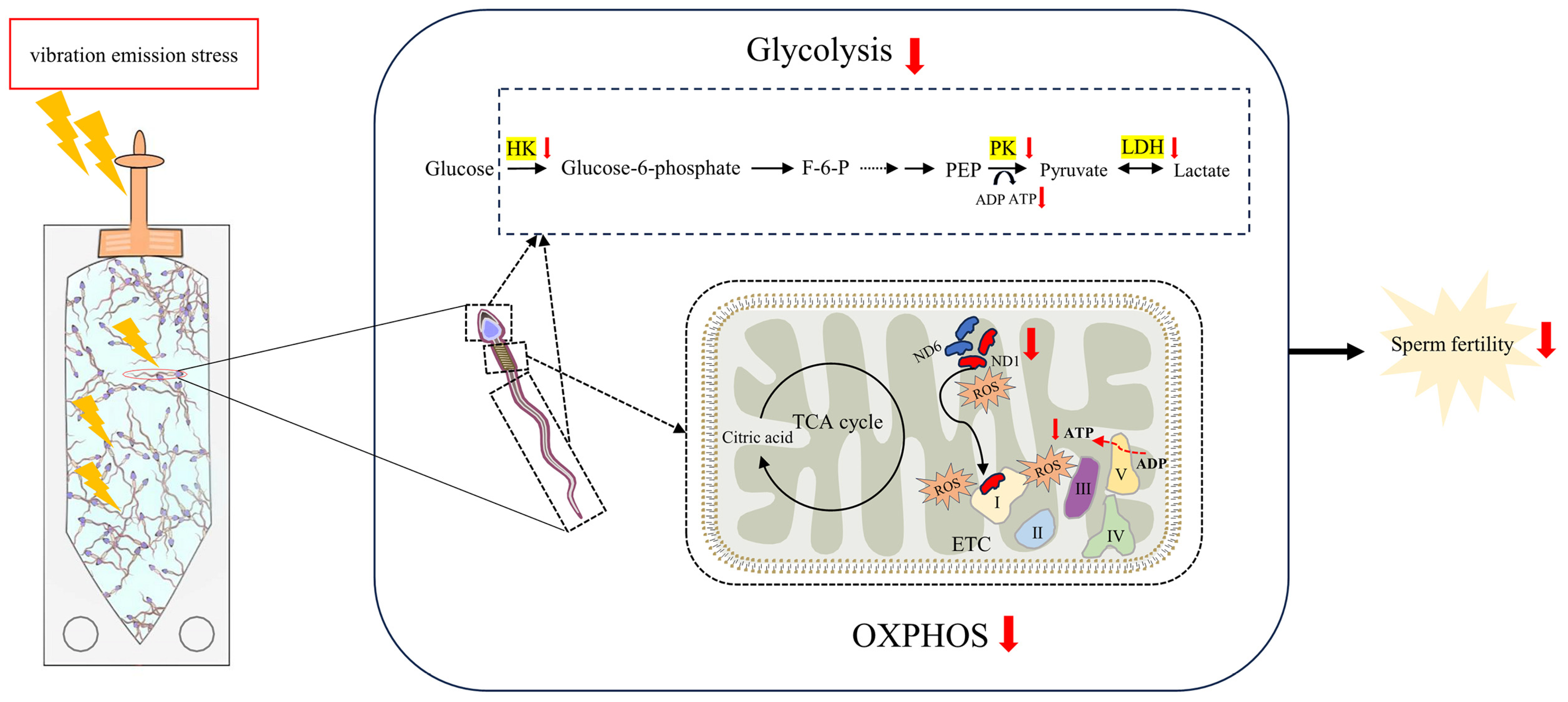 Biology 13 00370 g007