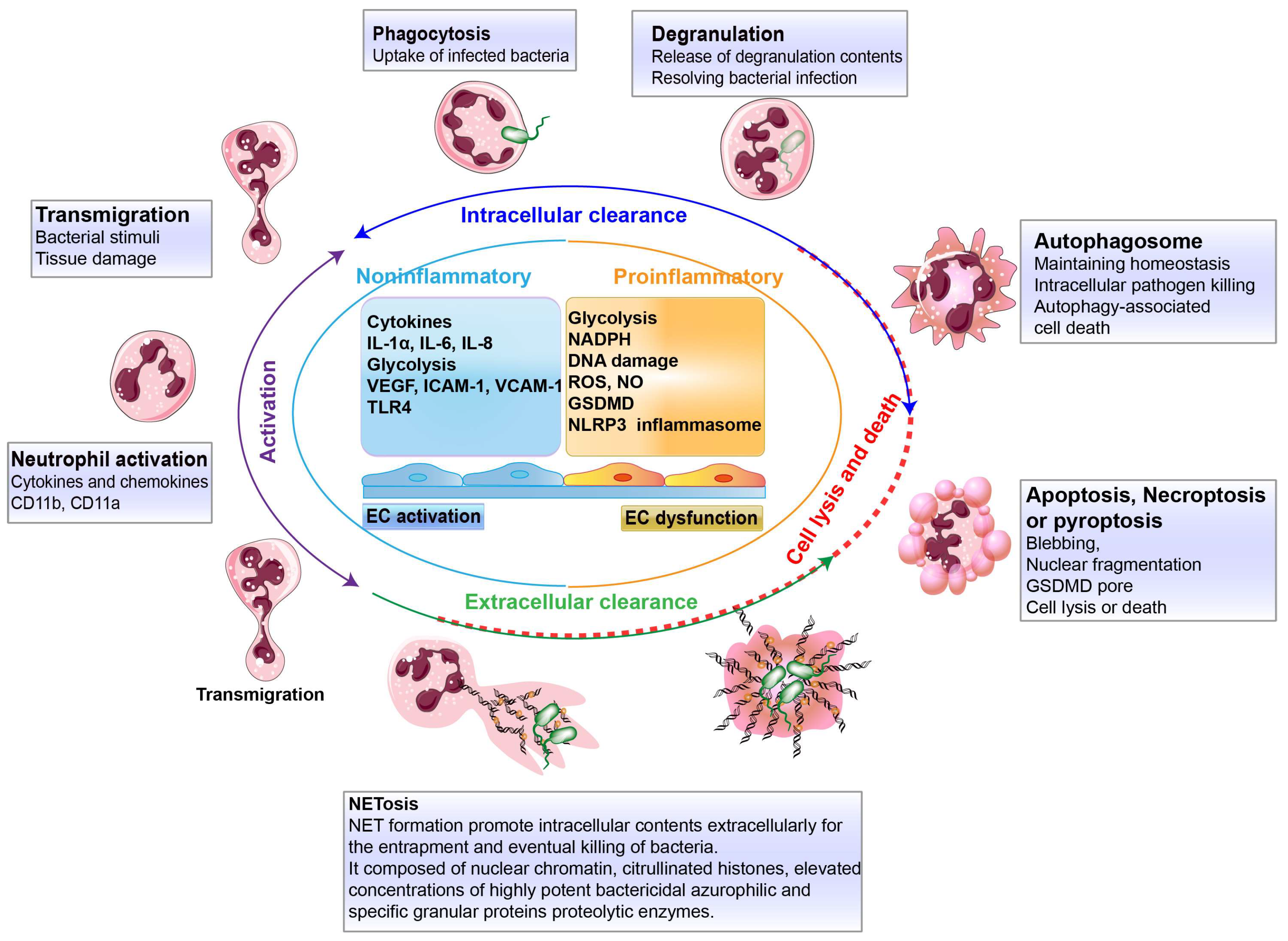Biology 13 00374 g002