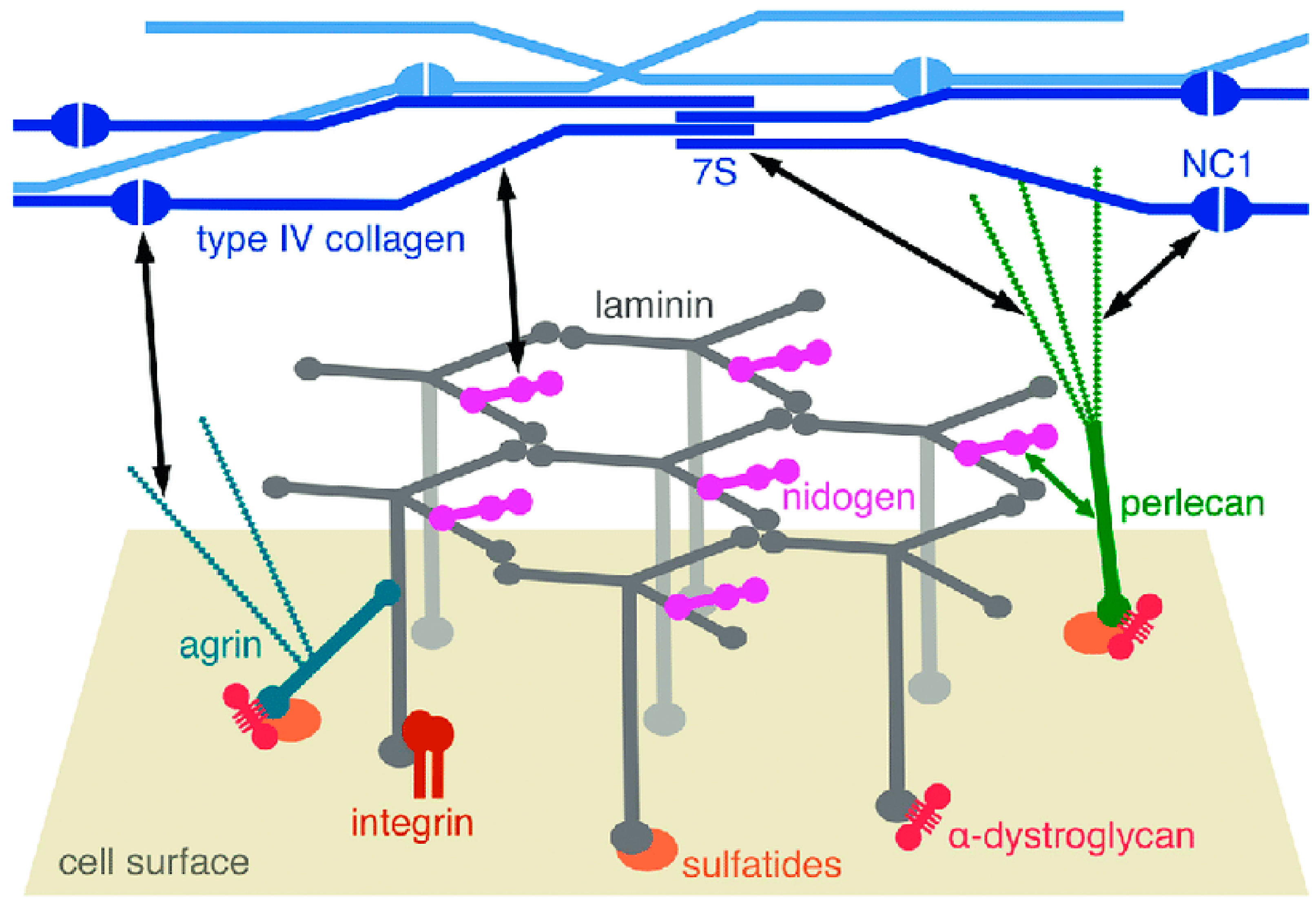 Biology 13 00375 g001