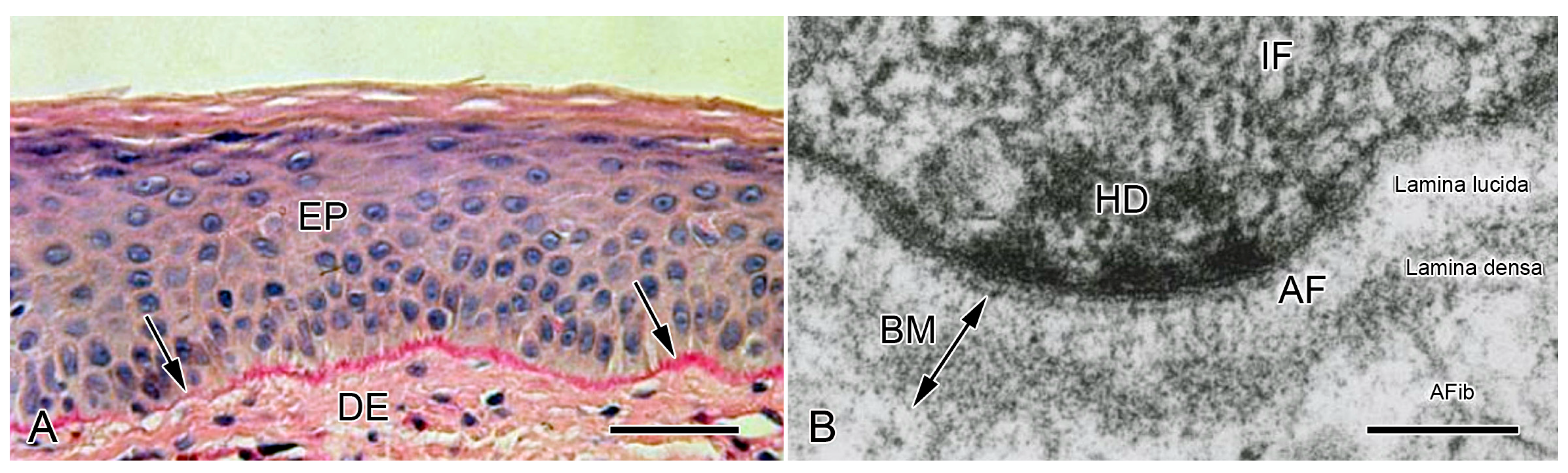 Biology 13 00375 g003