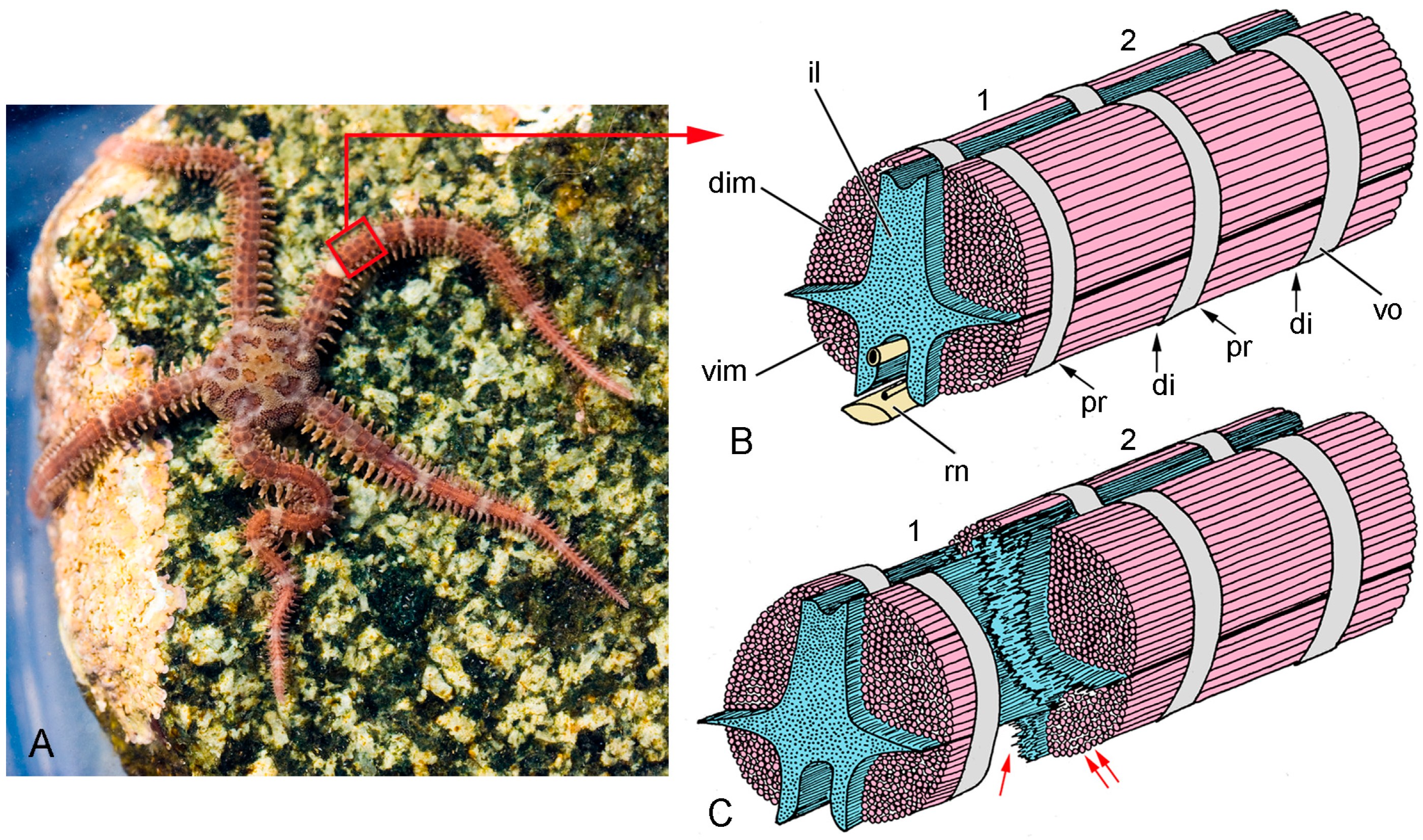 Biology 13 00375 g004