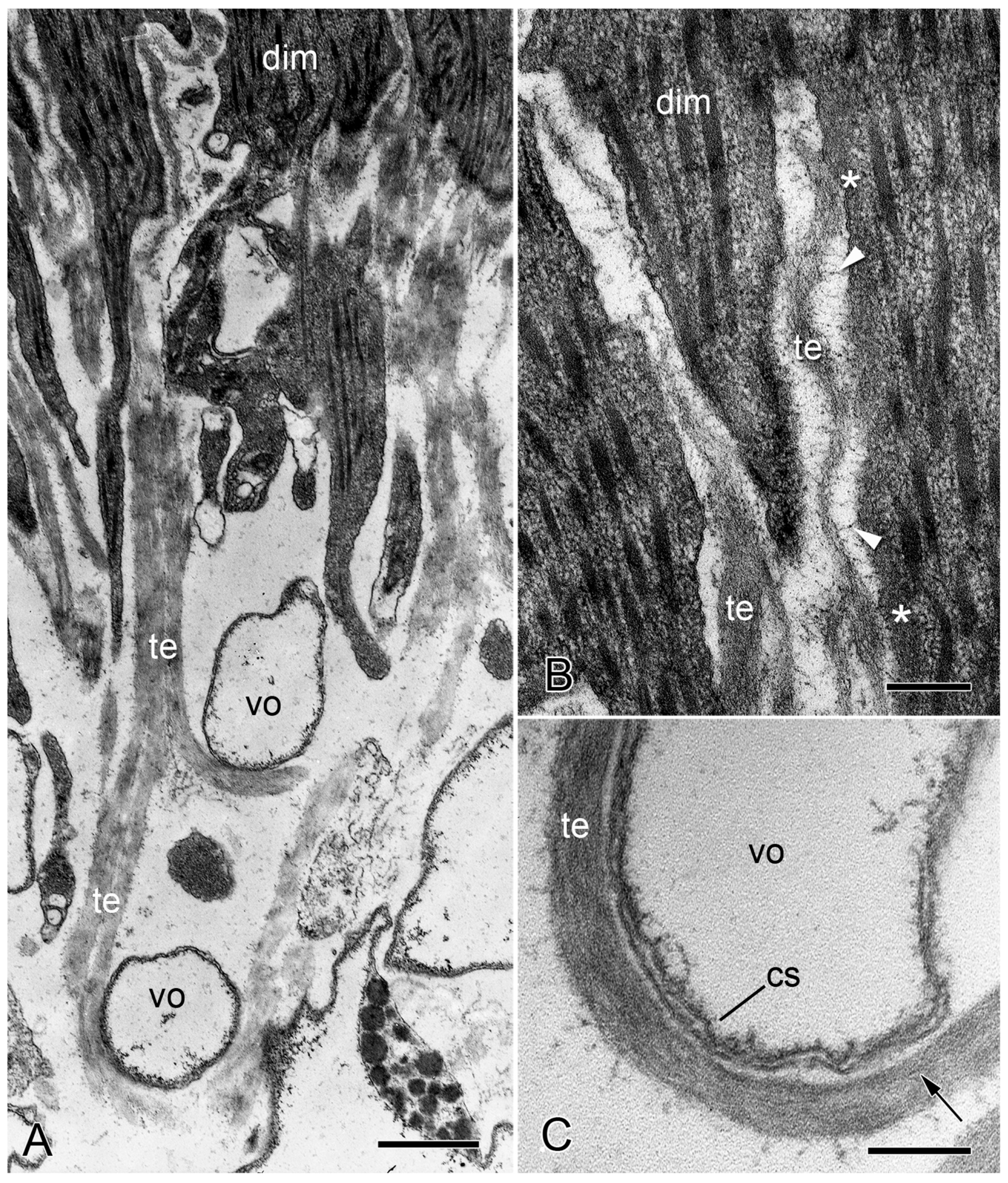 Biology 13 00375 g007