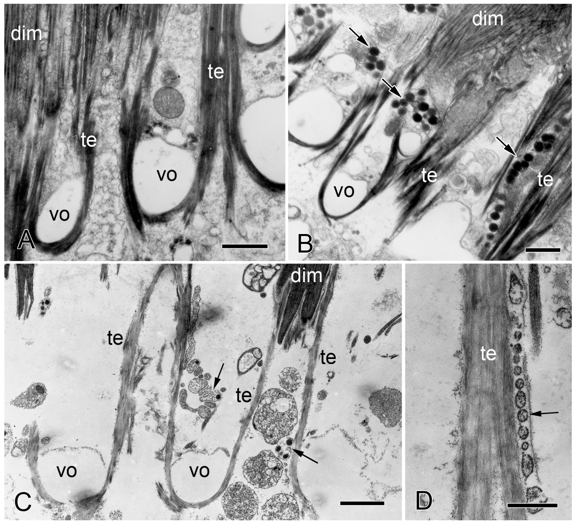 Biology 13 00375 g008