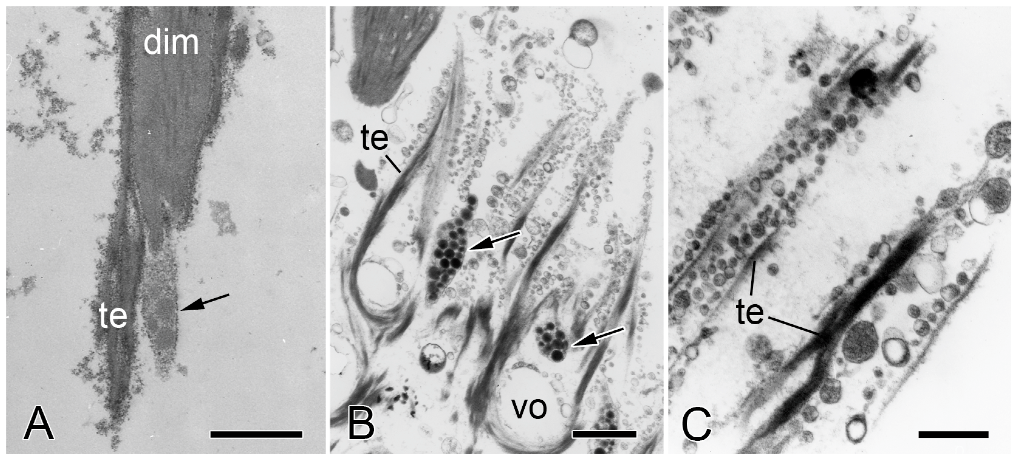 Biology 13 00375 g009