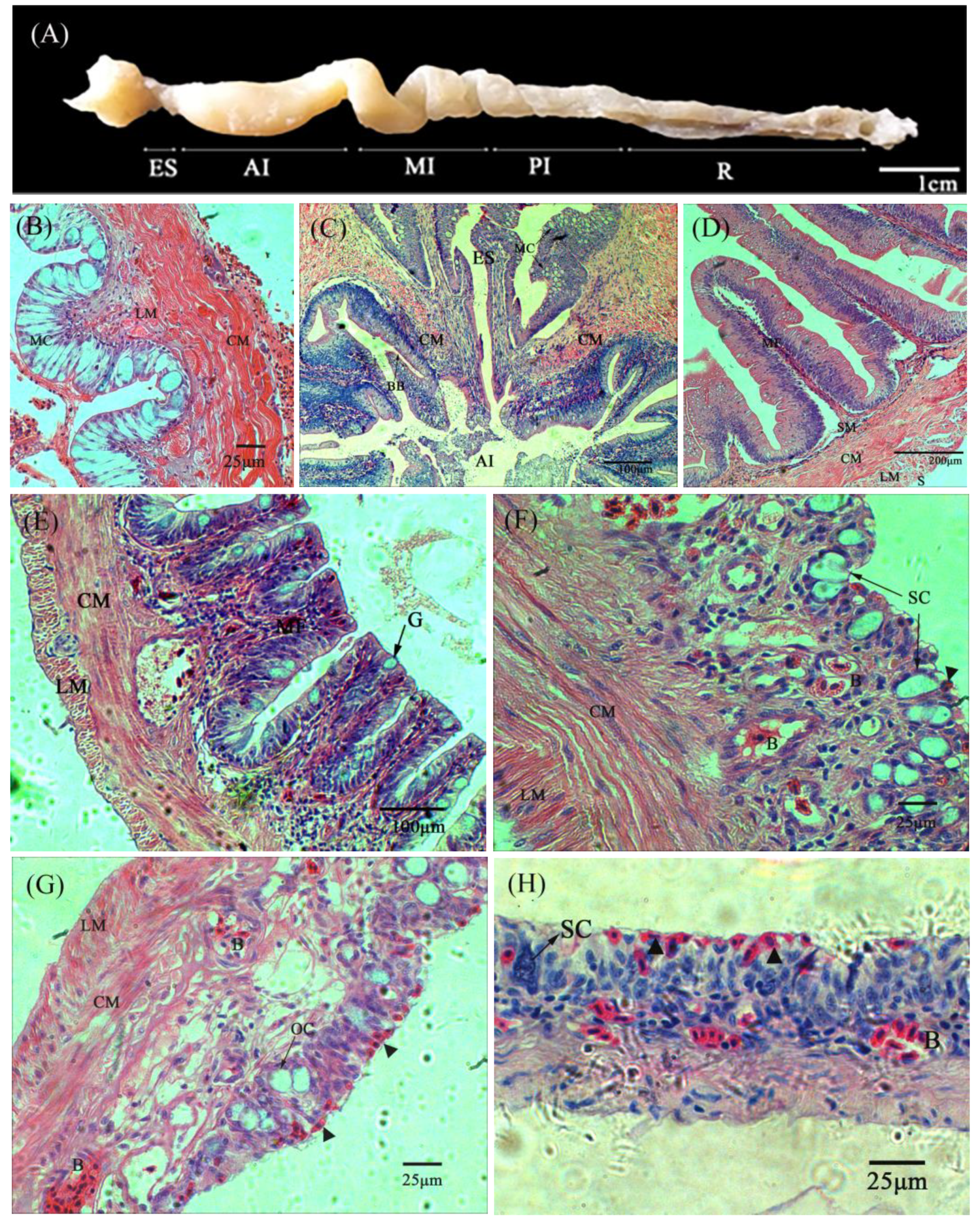 Biology 13 00381 g001