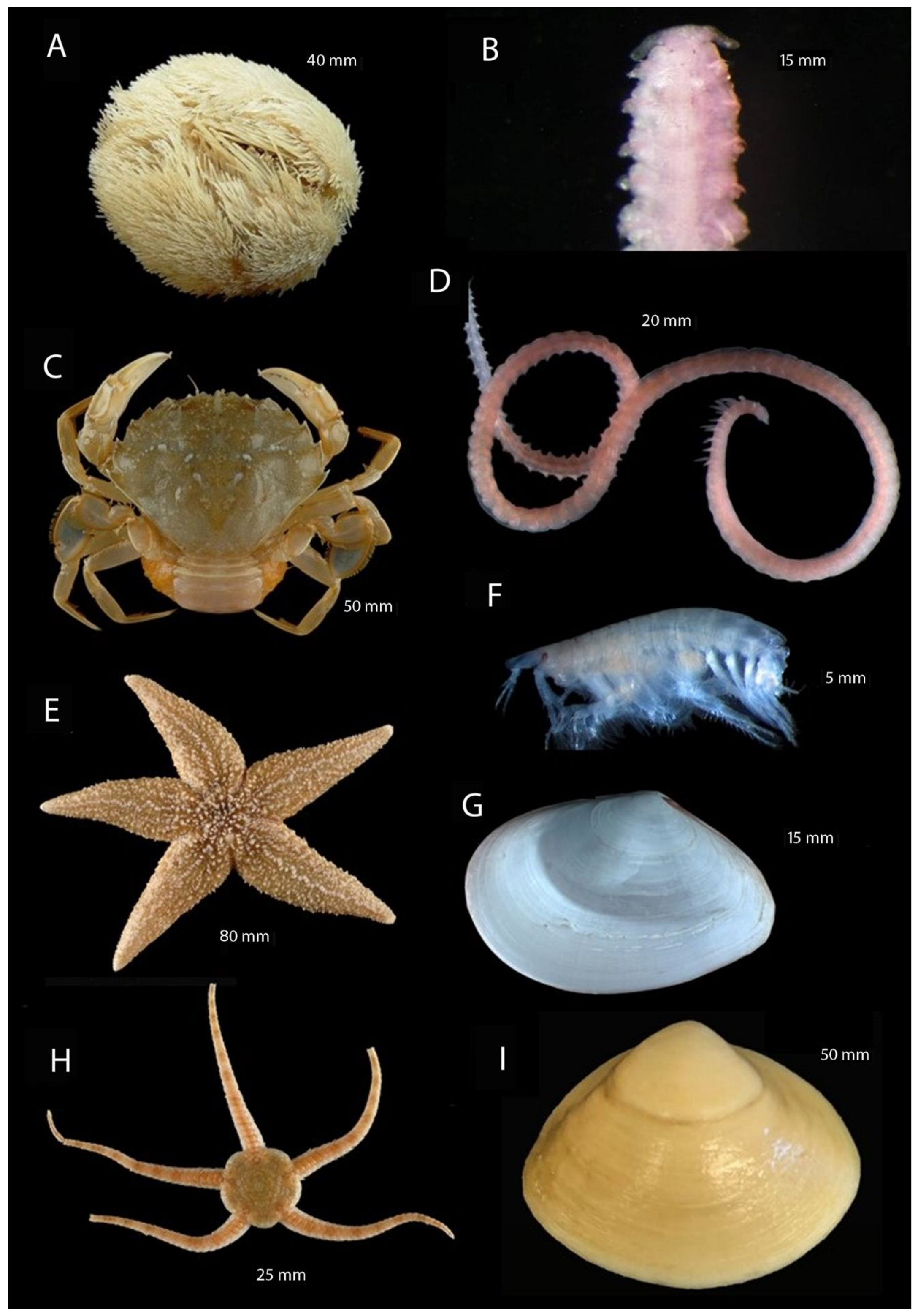 Biology 13 00389 g005