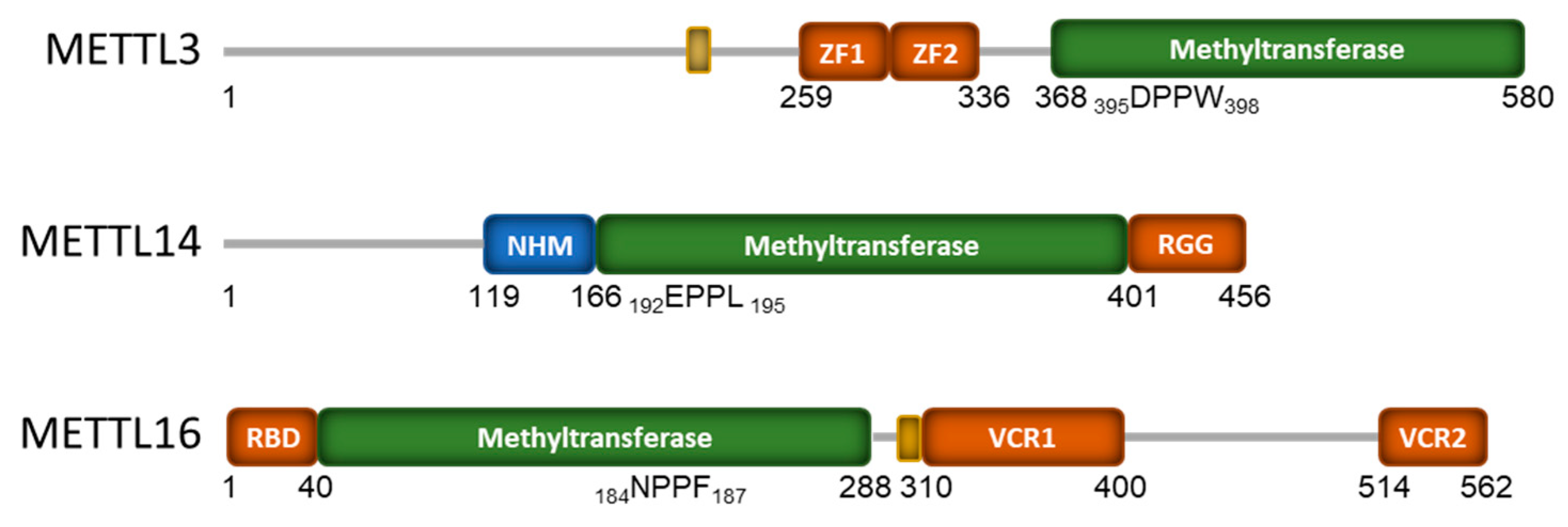 Biology 13 00391 g001