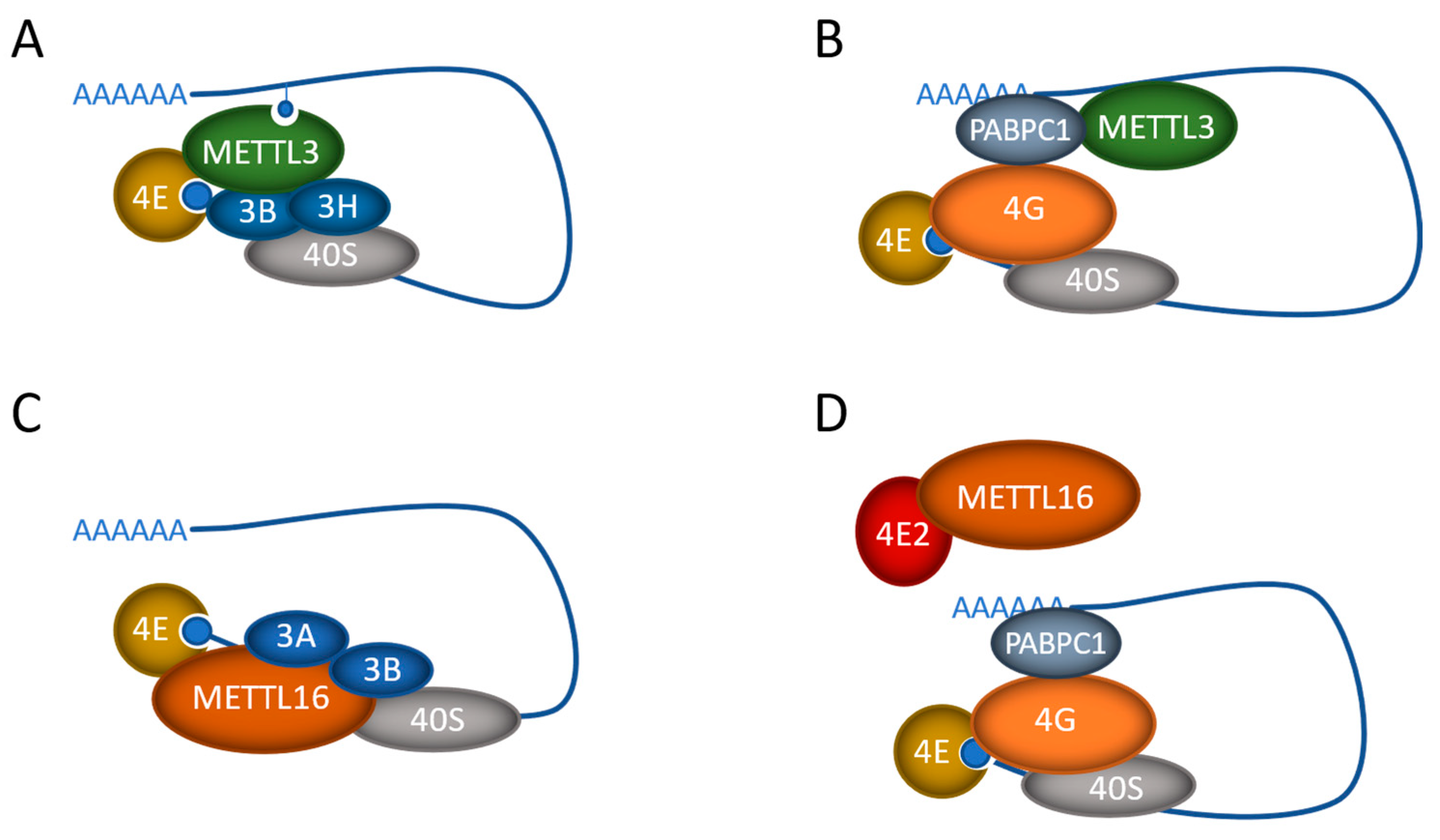 Biology 13 00391 g002