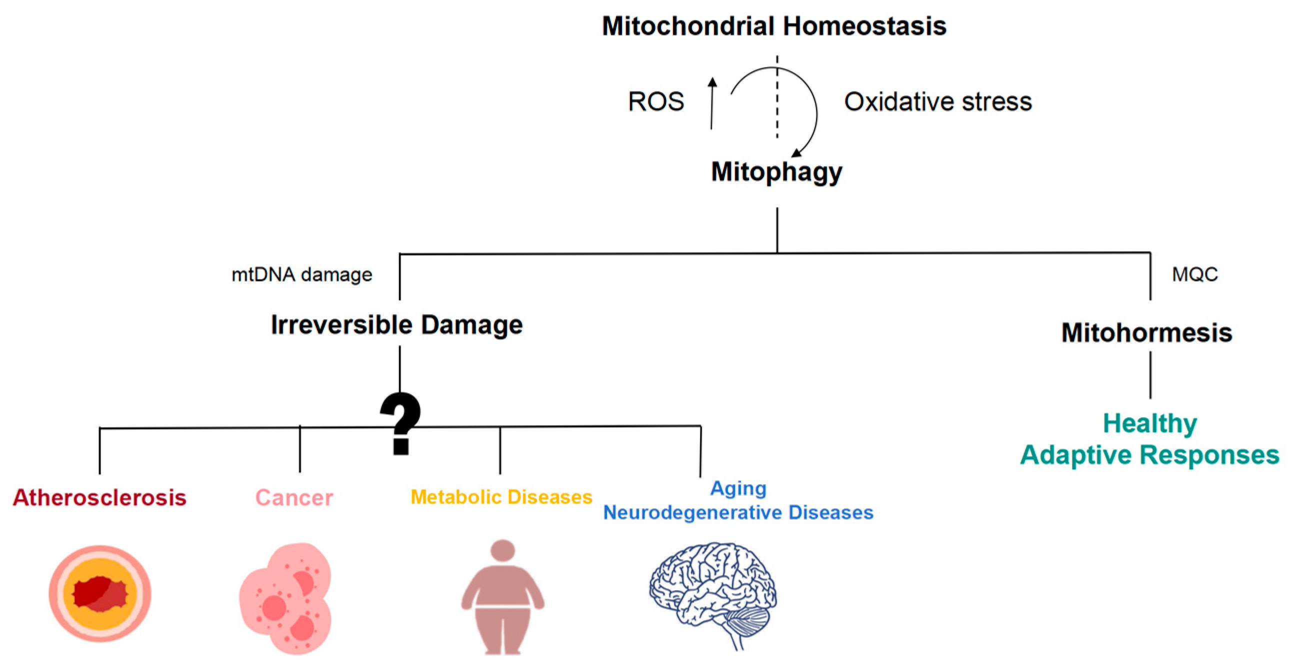 Biology 13 00394 g004