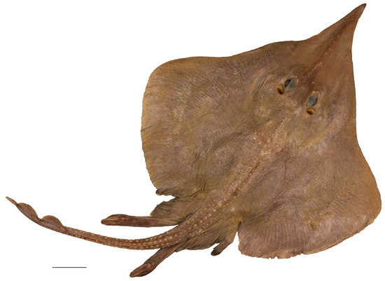 Biology 13 00405 g001