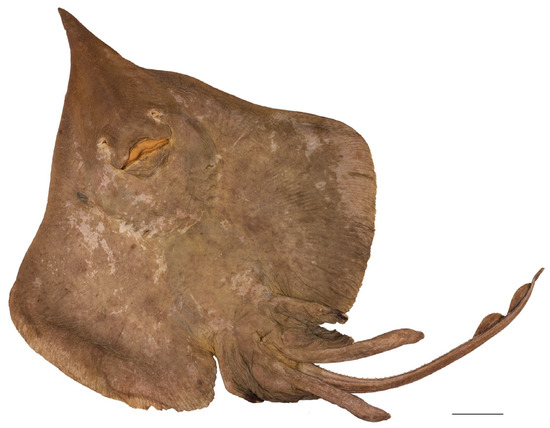 Biology 13 00405 g002