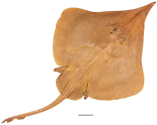 Biology 13 00405 g003