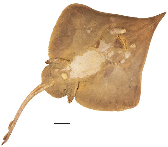 Biology 13 00405 g004