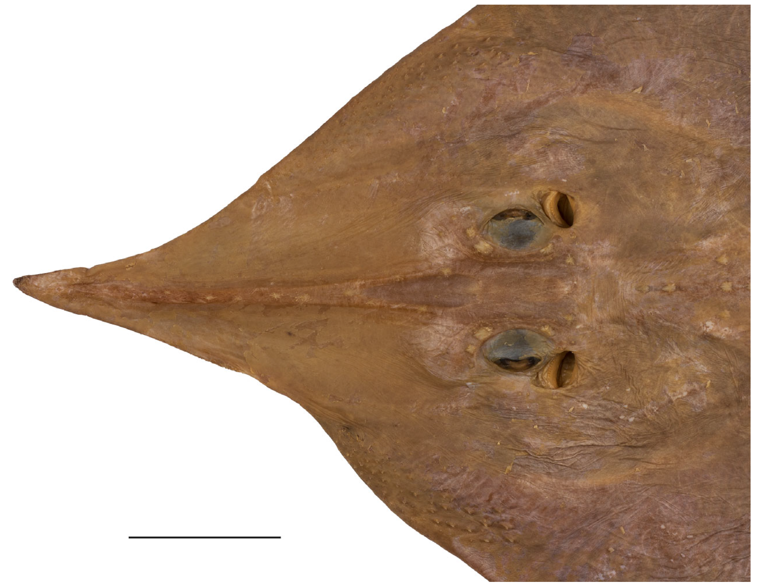 Biology 13 00405 g005