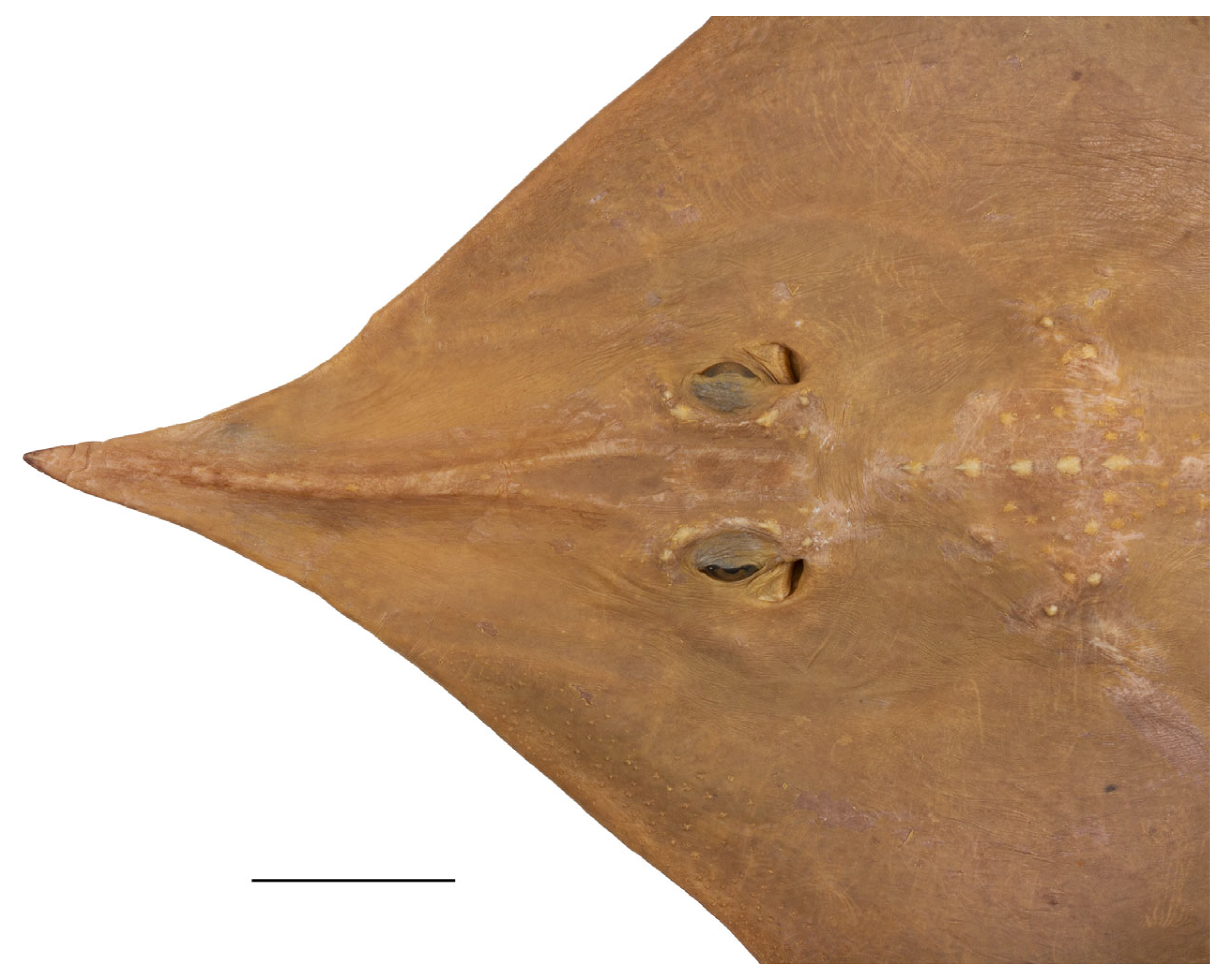 Biology 13 00405 g006