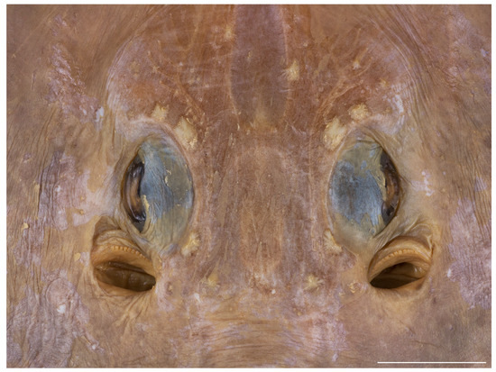 Biology 13 00405 g007