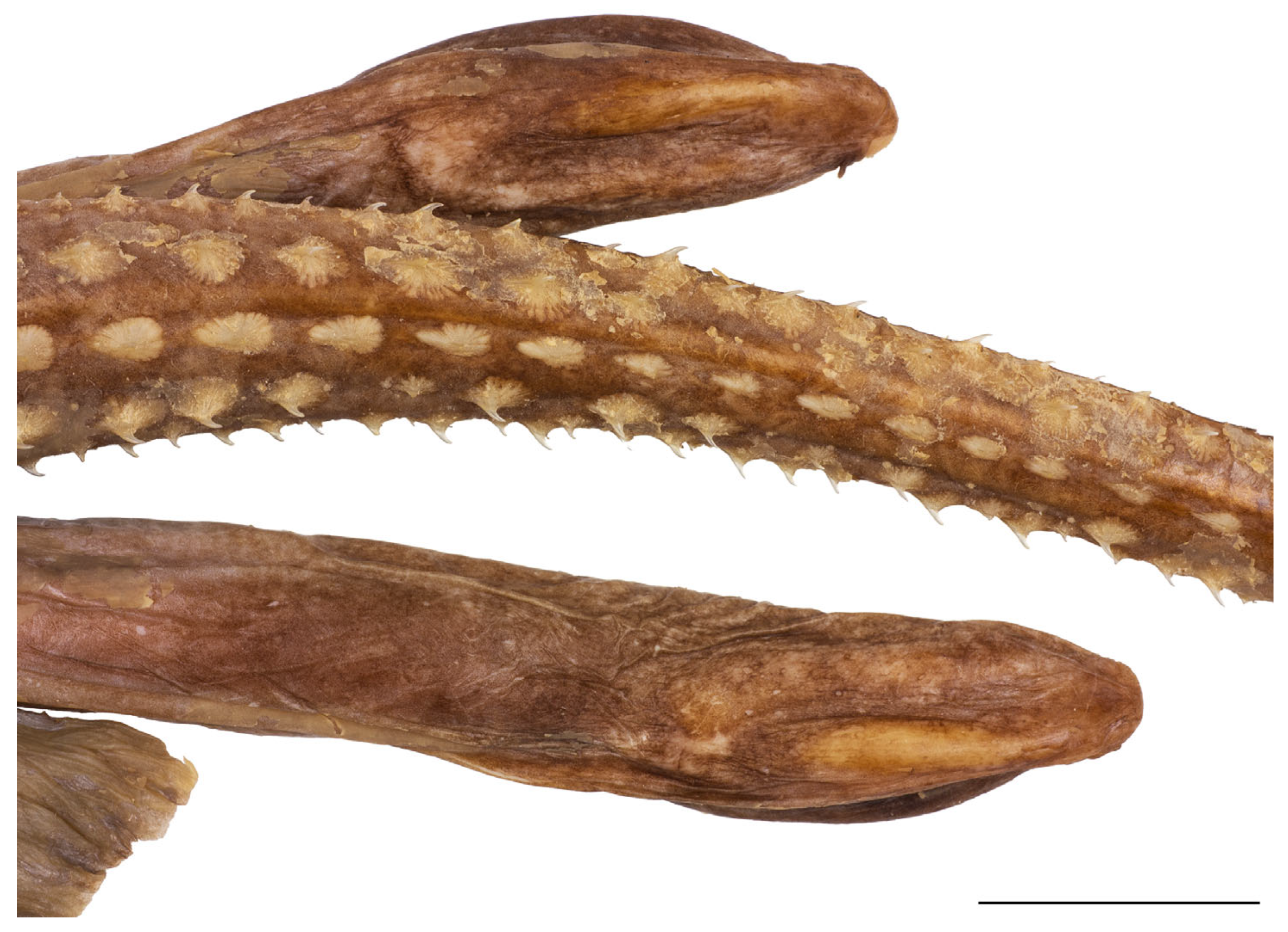 Biology 13 00405 g008