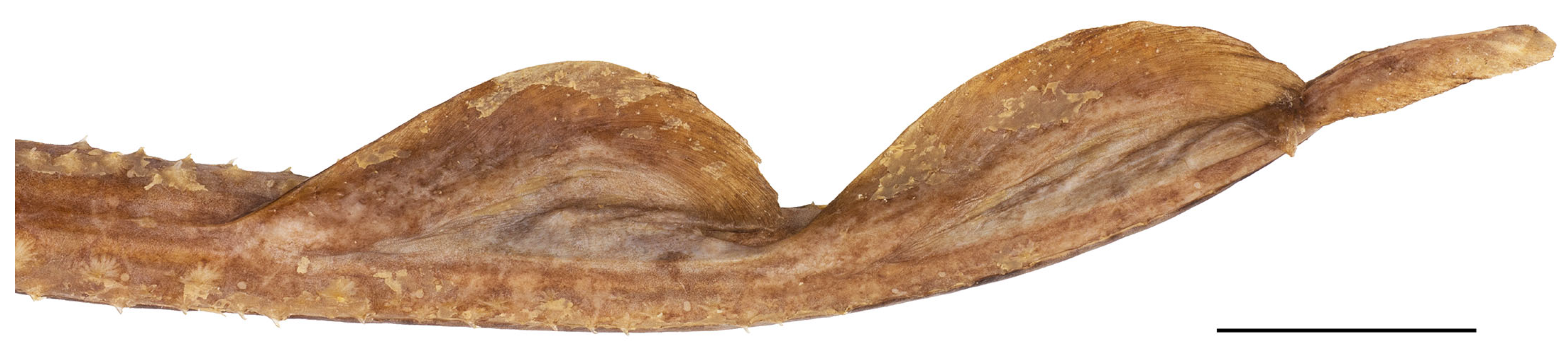 Biology 13 00405 g010