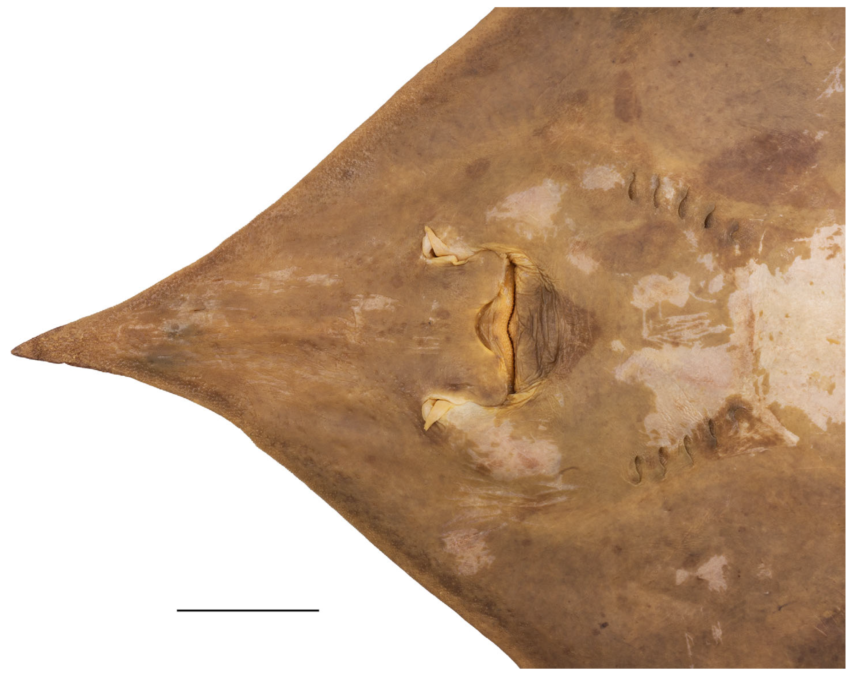 Biology 13 00405 g012