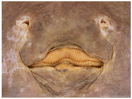 Biology 13 00405 g013