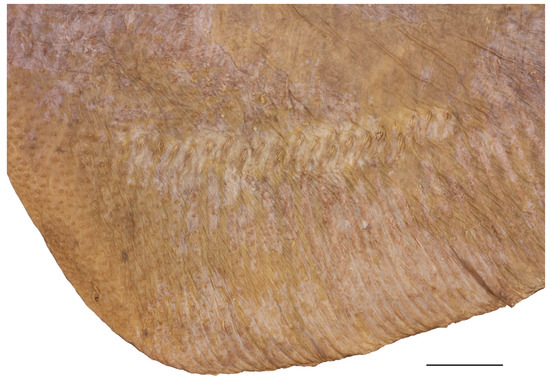 Biology 13 00405 g016