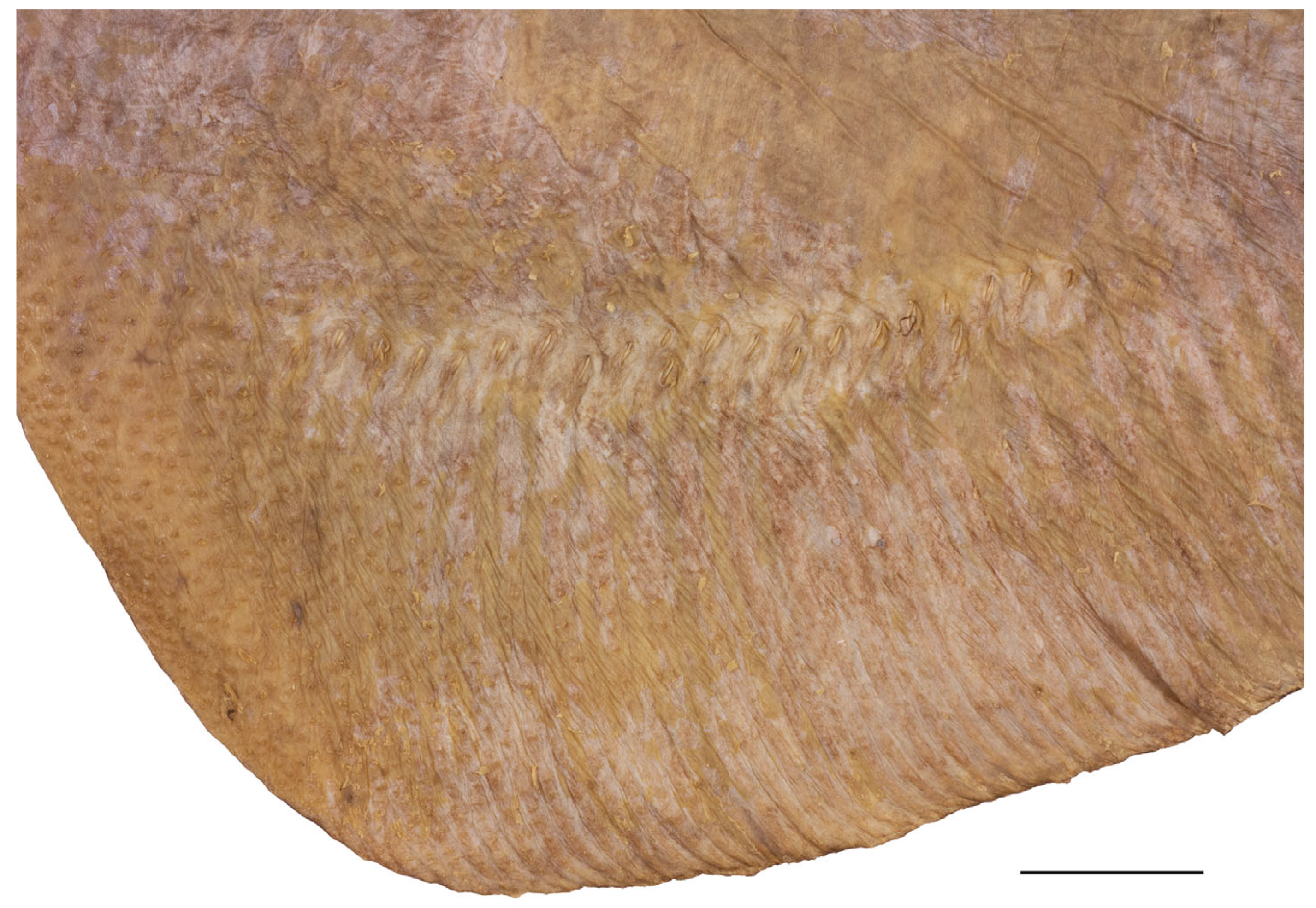 Biology 13 00405 g016
