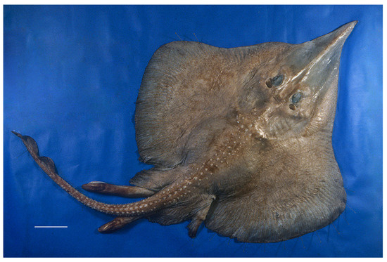 Biology 13 00405 g017