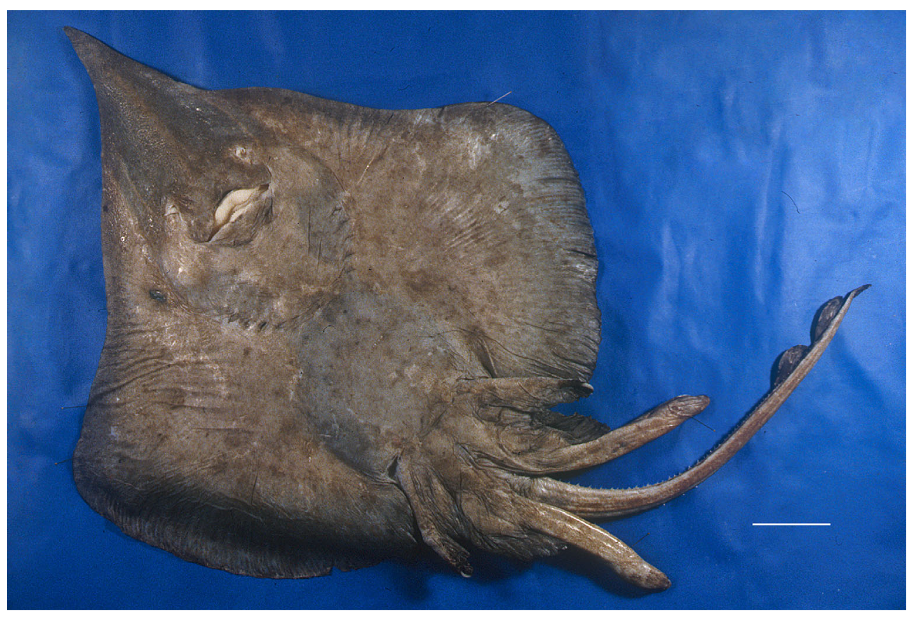 Biology 13 00405 g018